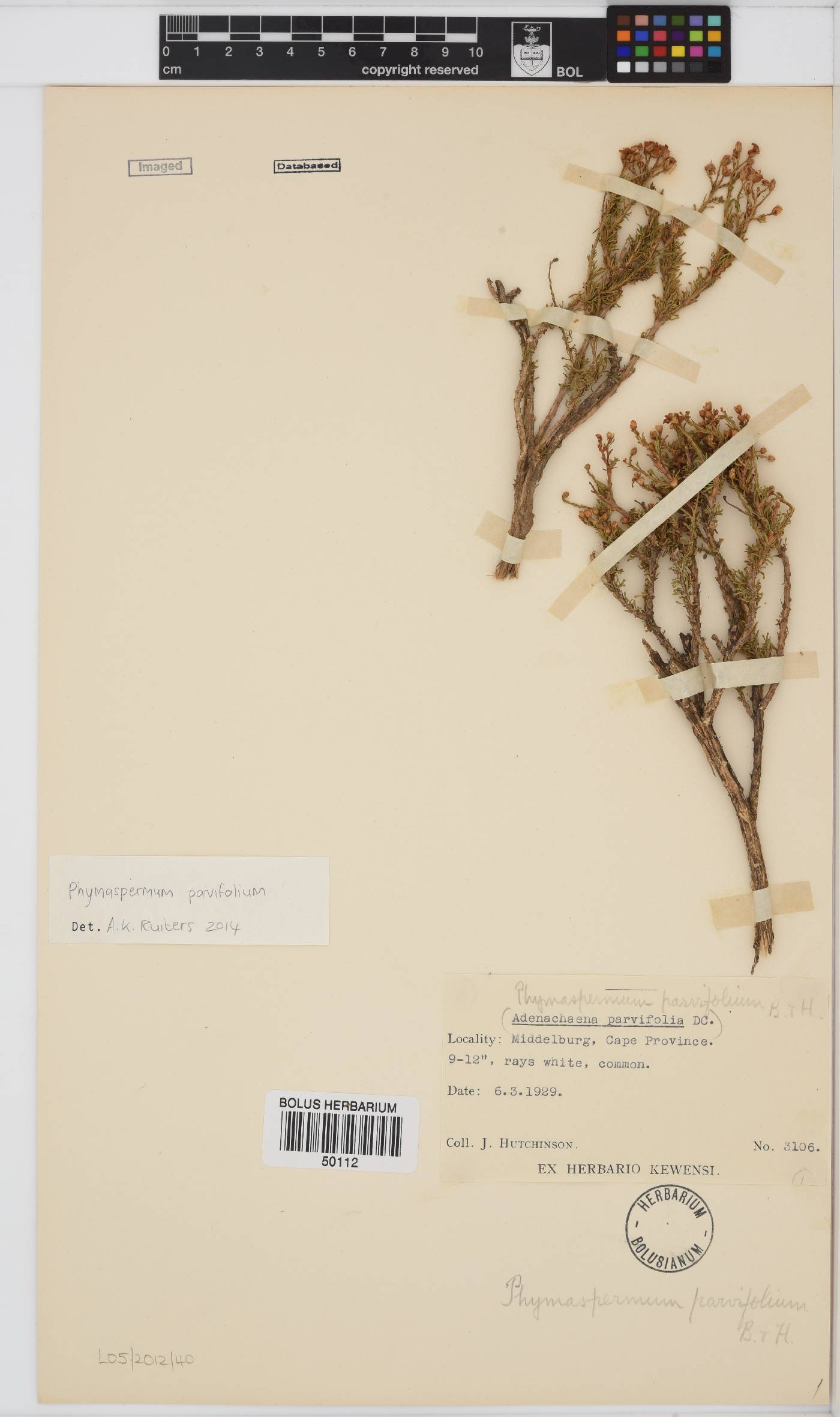 Phymaspermum parvifolium image