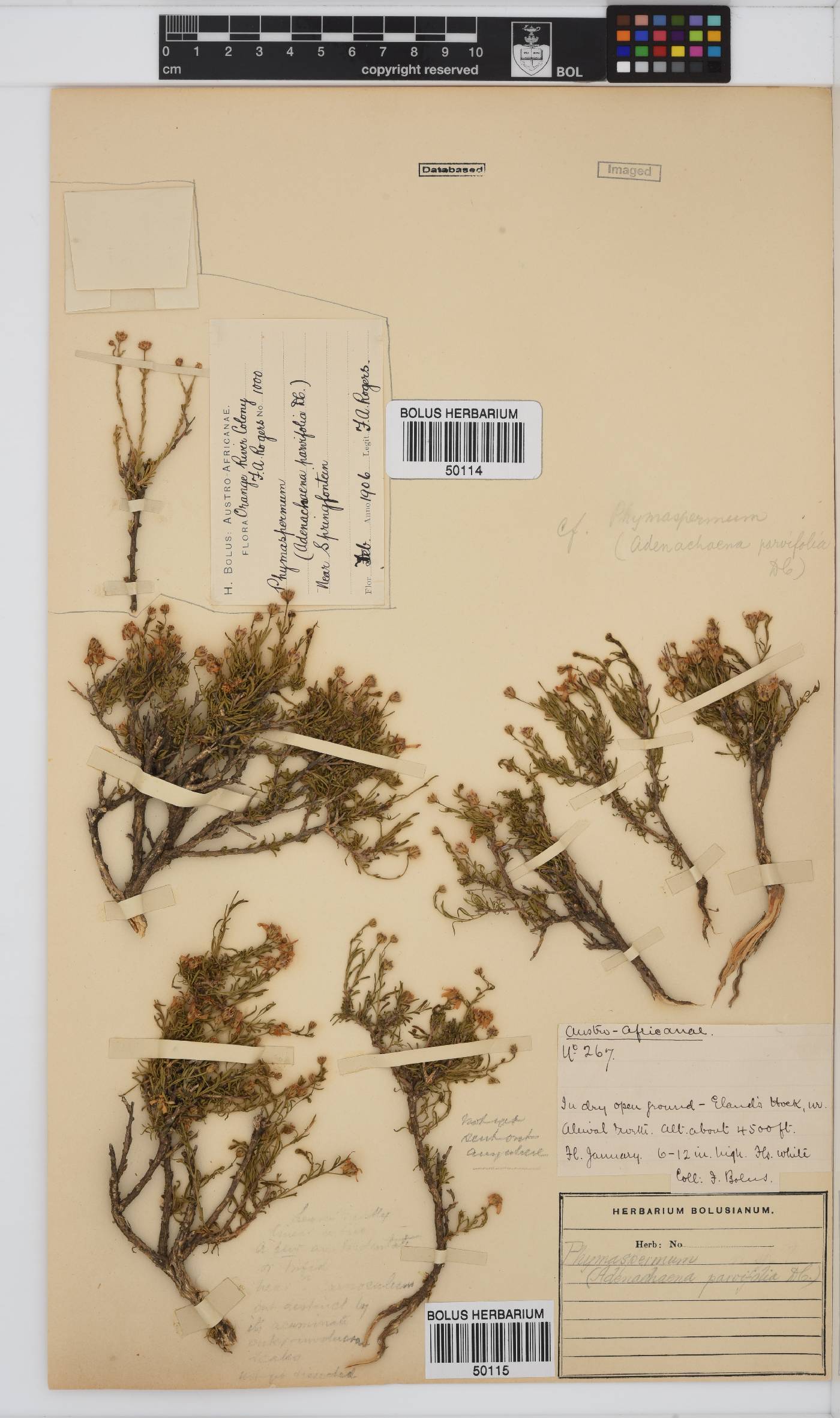 Phymaspermum parvifolium image