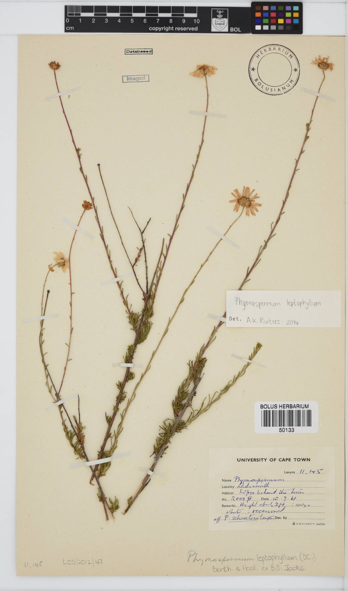 Phymaspermum leptophyllum image