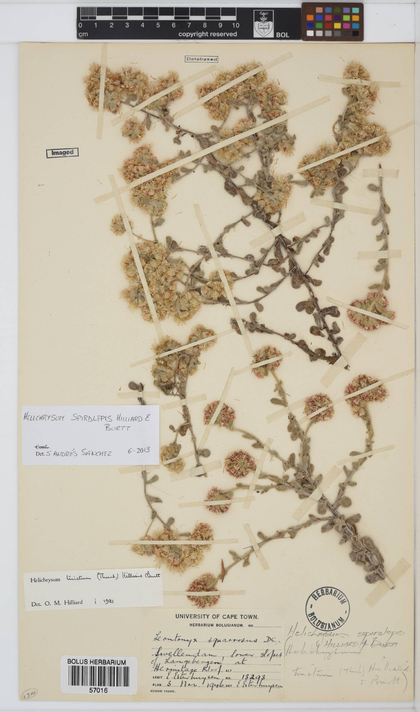 Helichrysum spiralepis image