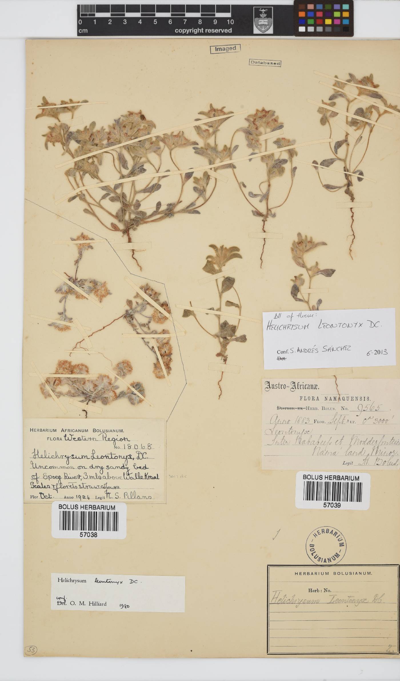 Helichrysum leontonyx image