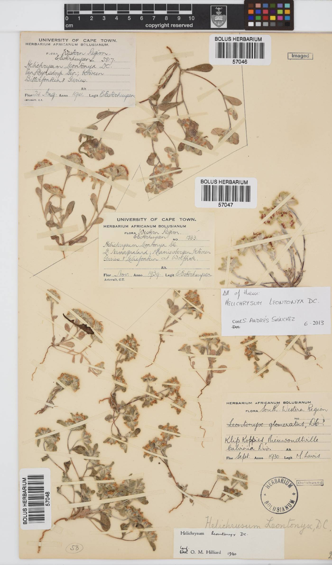 Helichrysum leontonyx image