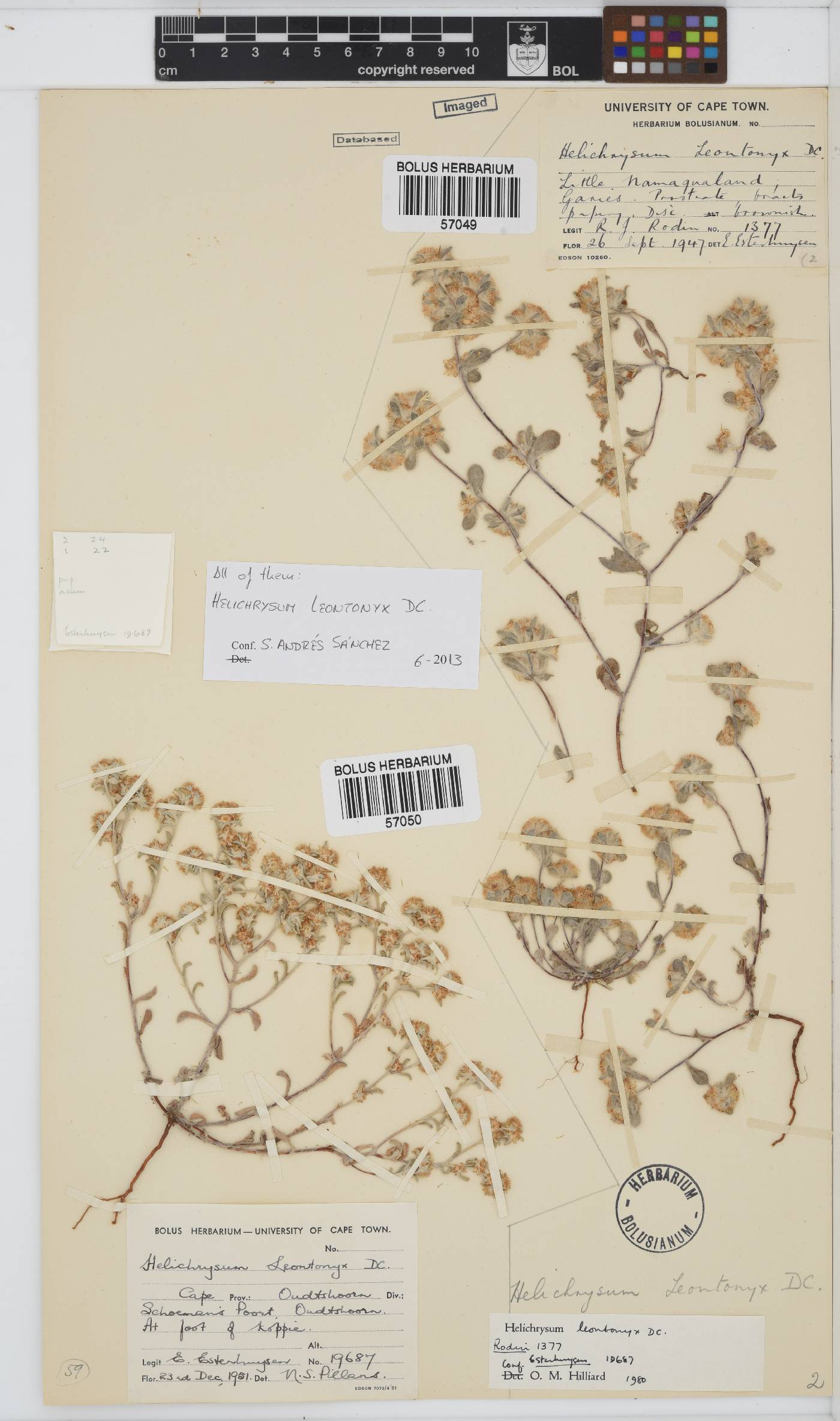 Helichrysum leontonyx image