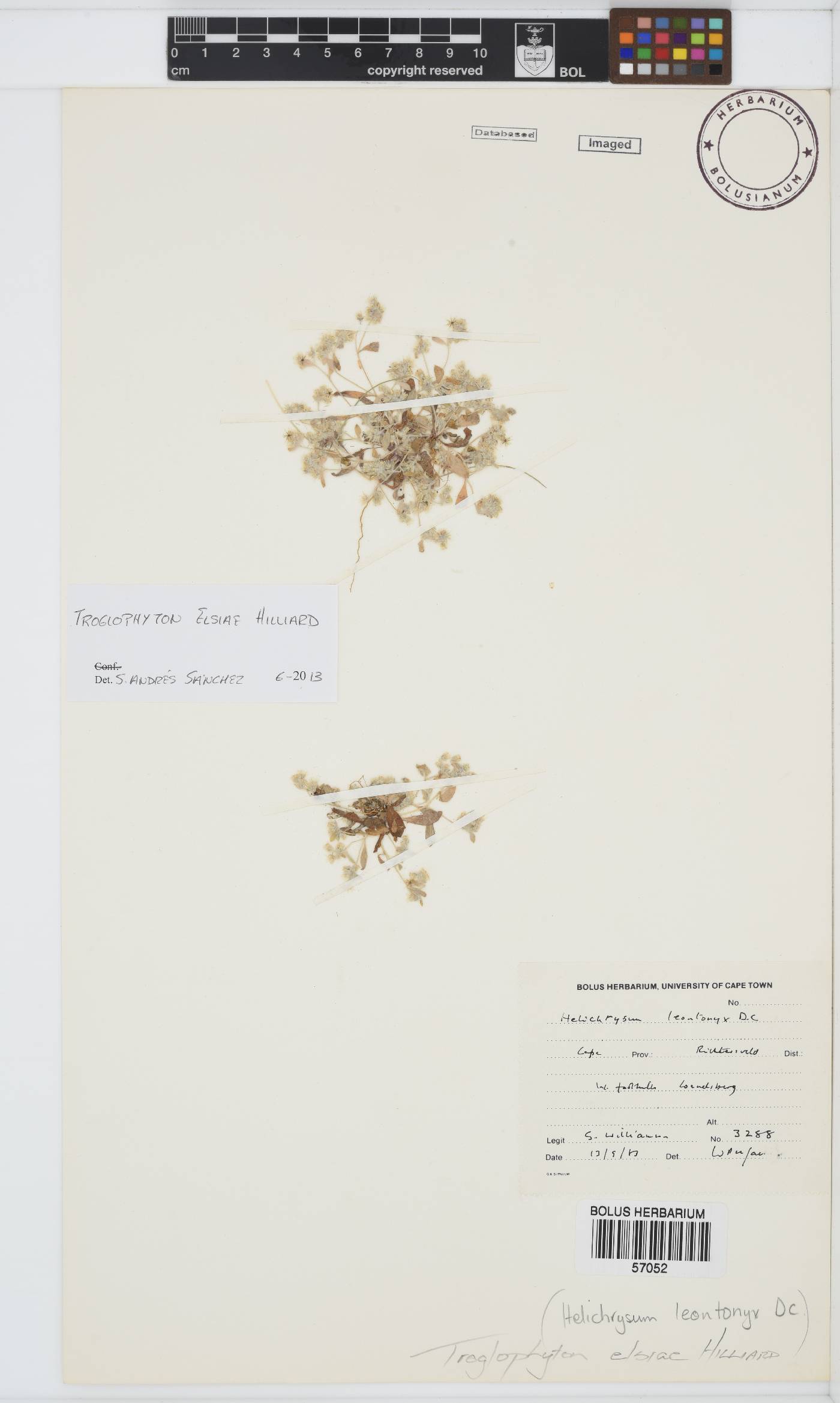 Troglophyton elsiae image