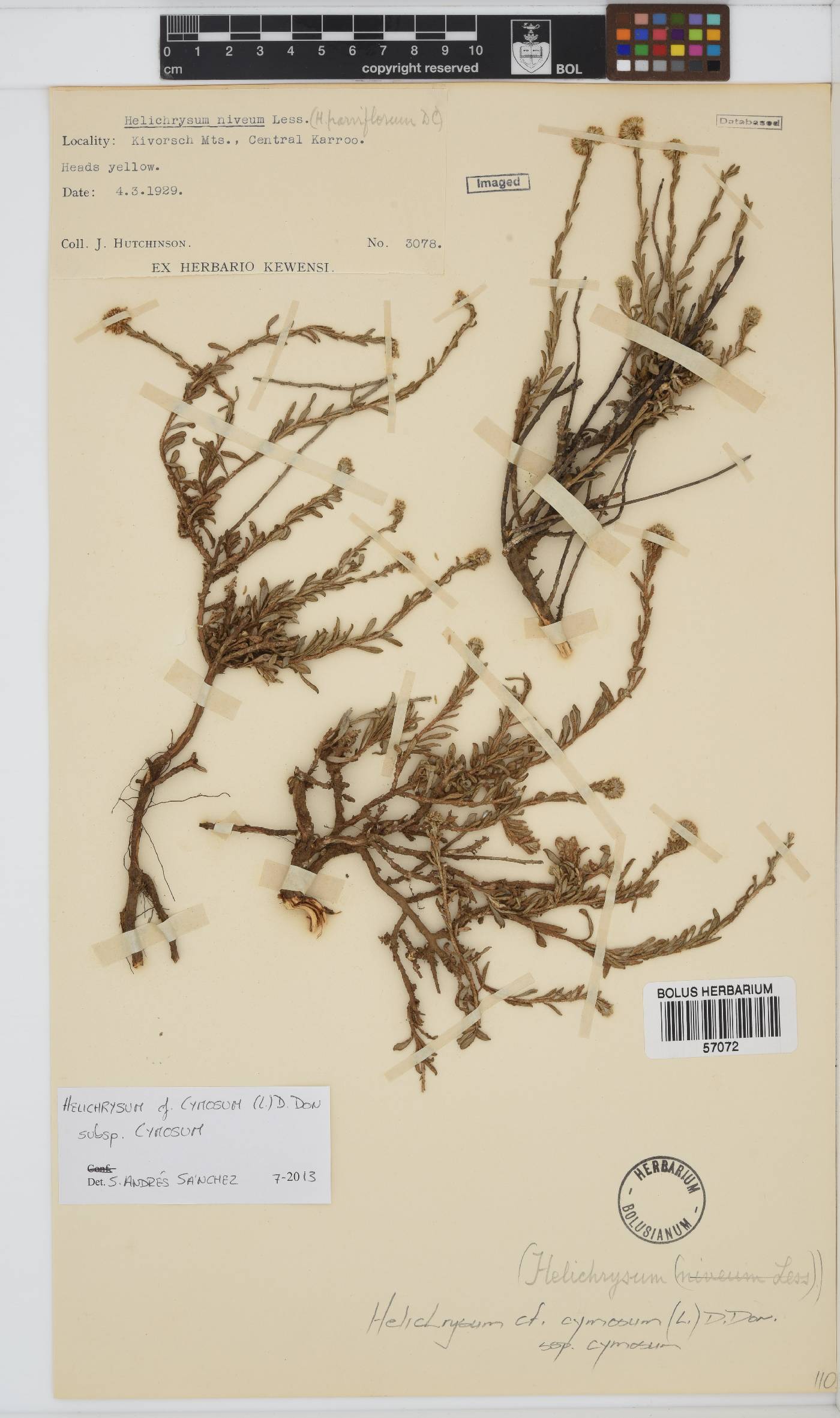 Helichrysum cymosum image