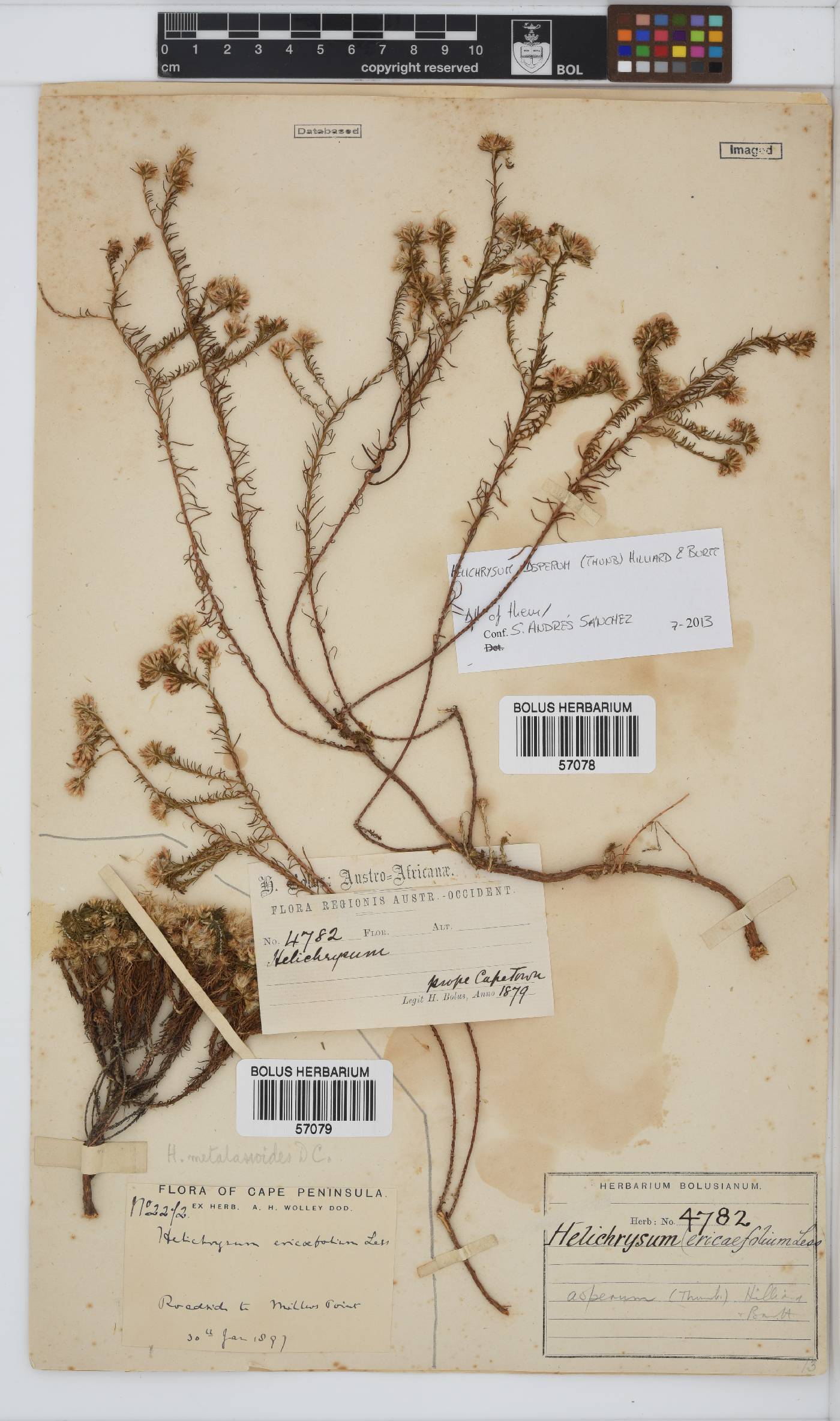 Helichrysum asperum image
