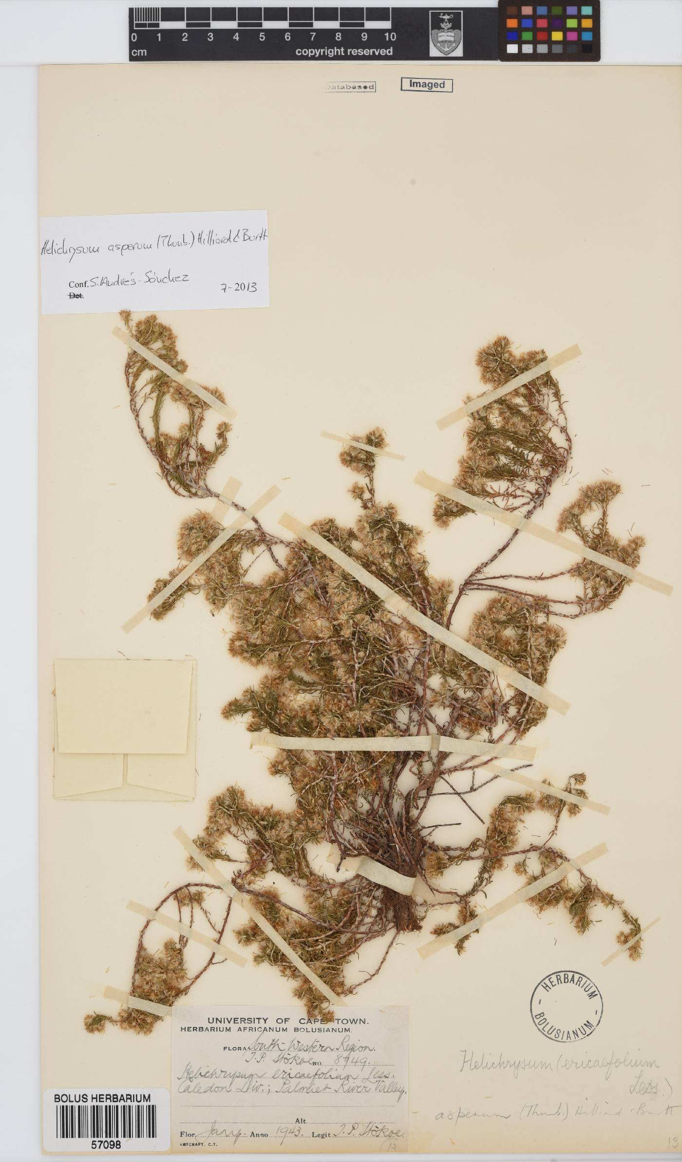 Helichrysum asperum image