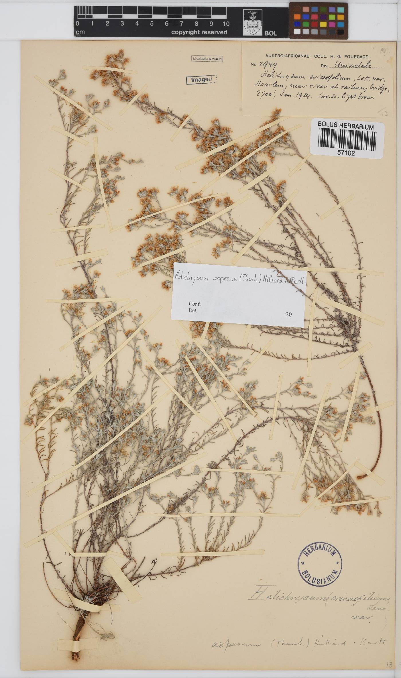 Helichrysum asperum image