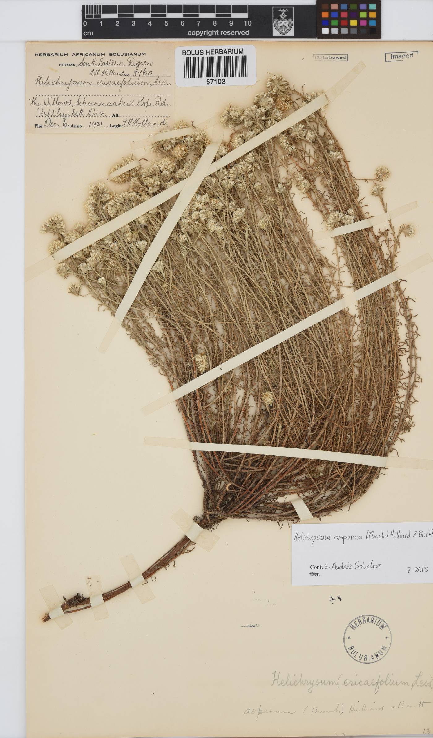 Helichrysum asperum image