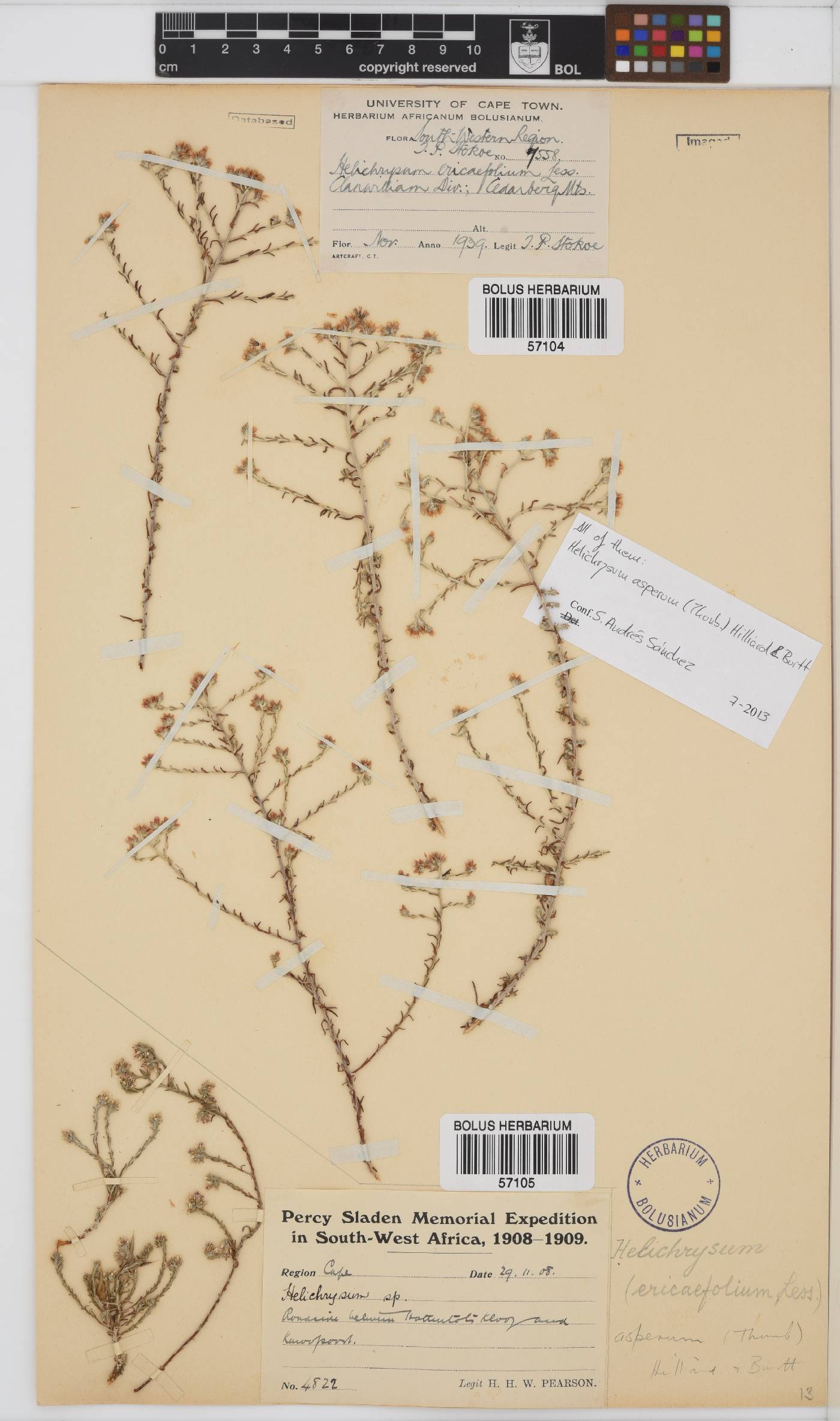 Helichrysum asperum image