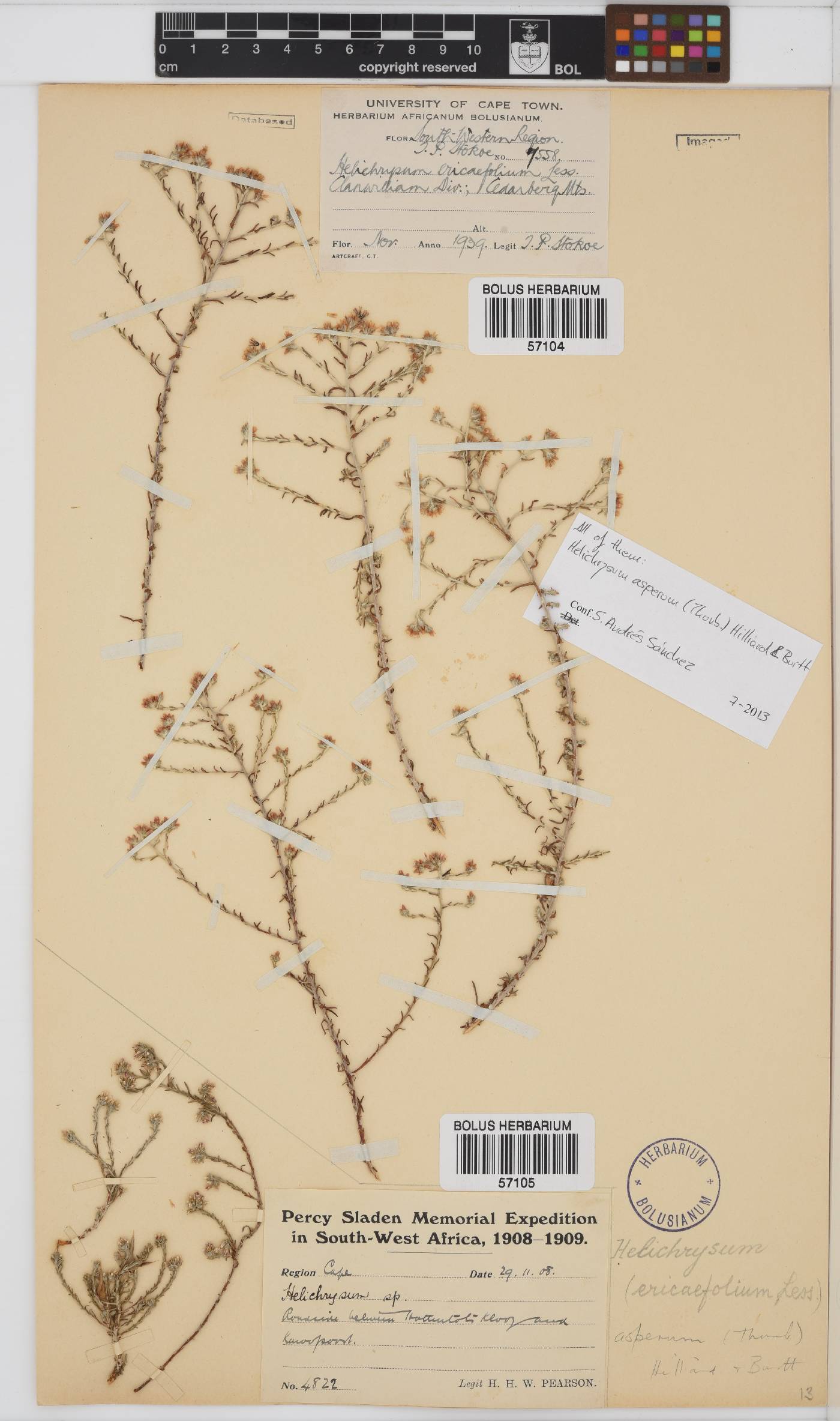 Helichrysum asperum image
