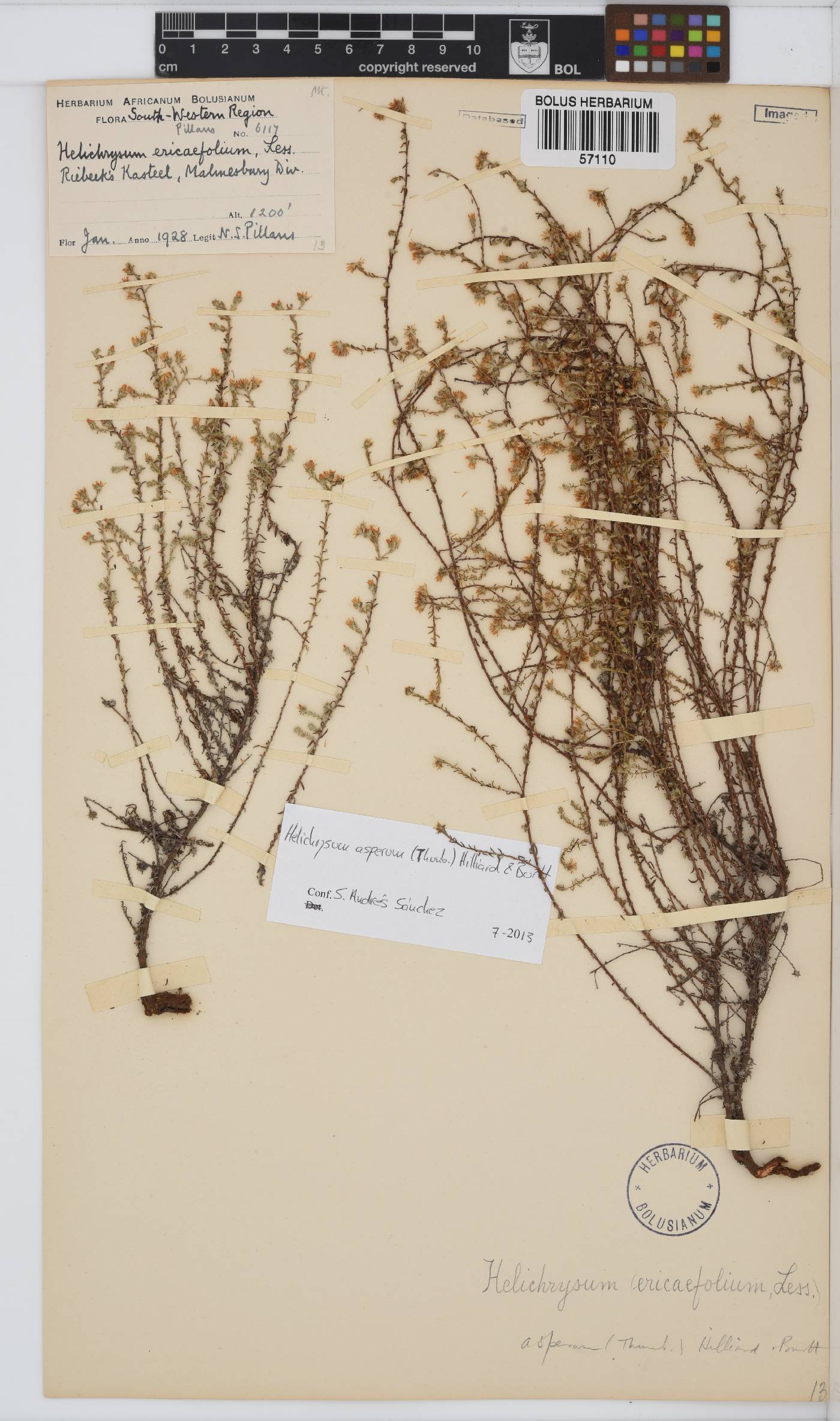 Helichrysum asperum image
