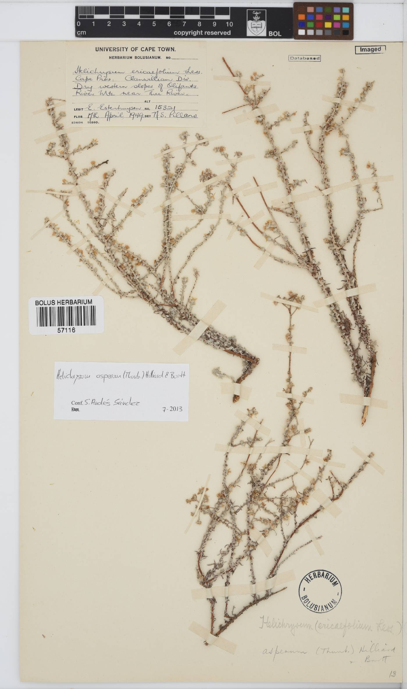 Helichrysum asperum image