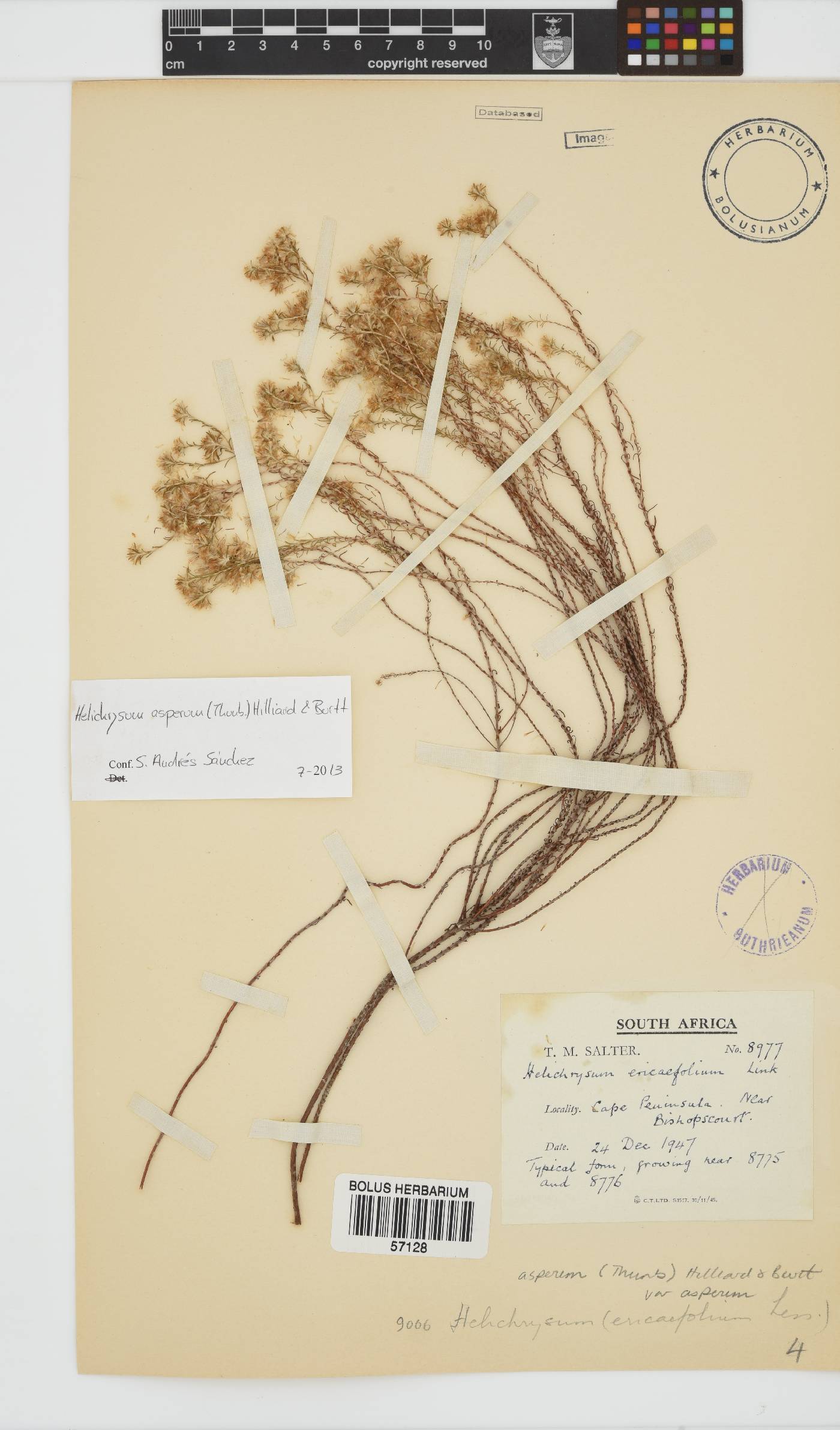 Helichrysum asperum image