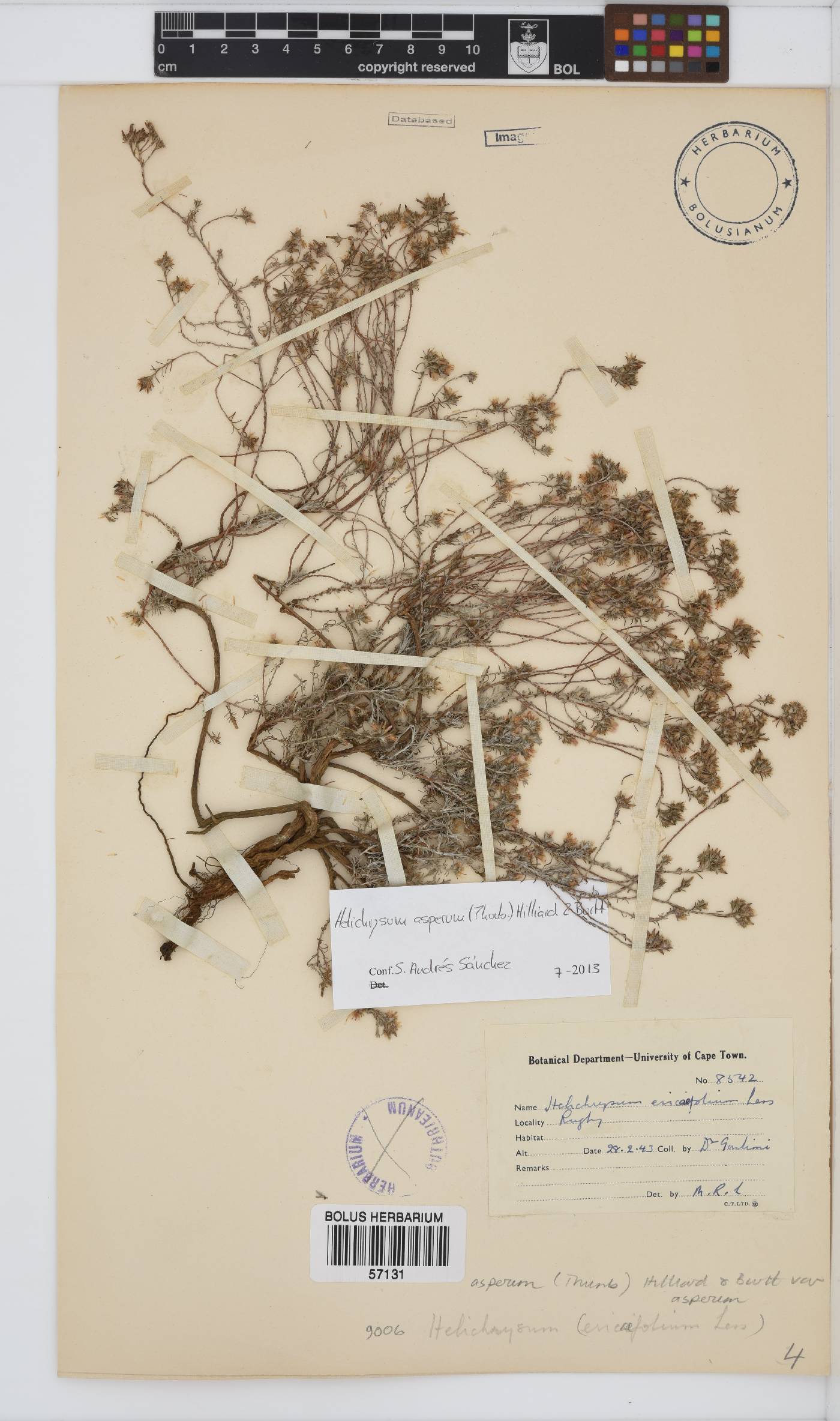 Helichrysum asperum image