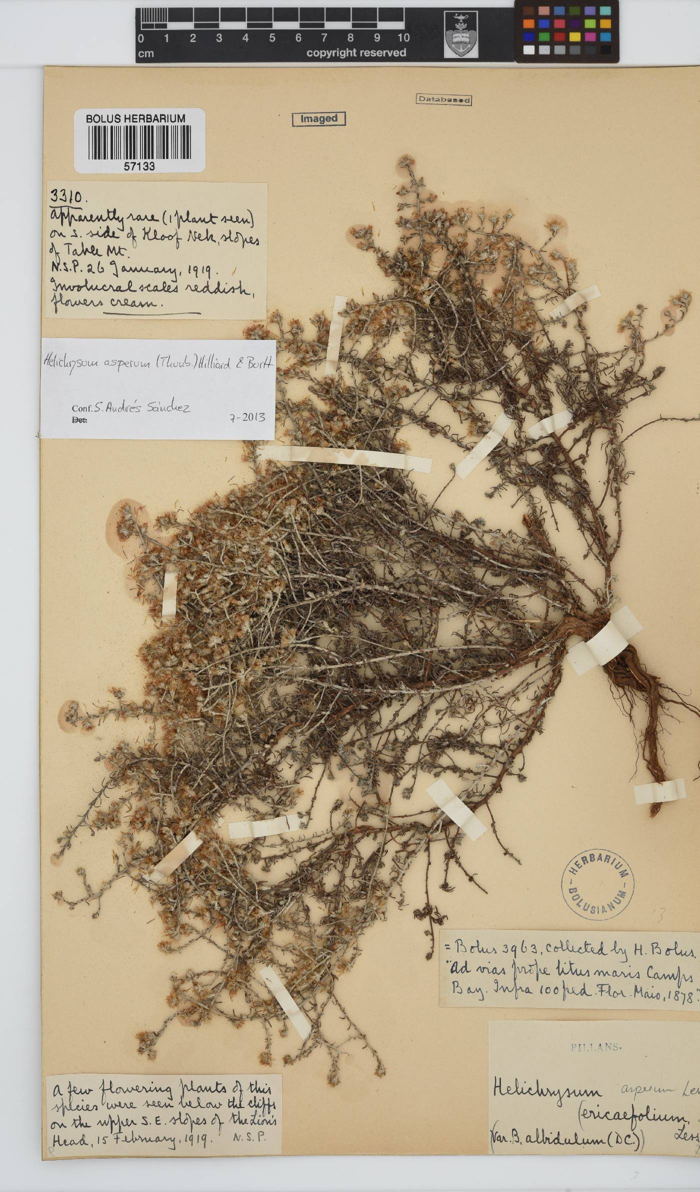 Helichrysum asperum image