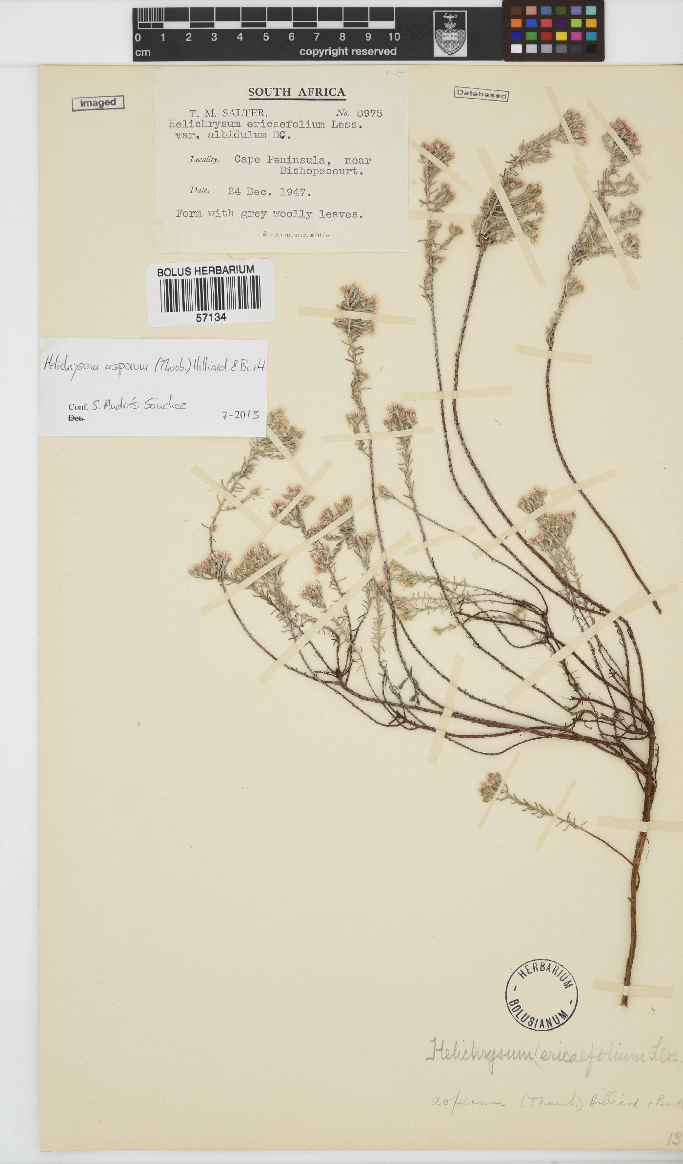 Helichrysum asperum image