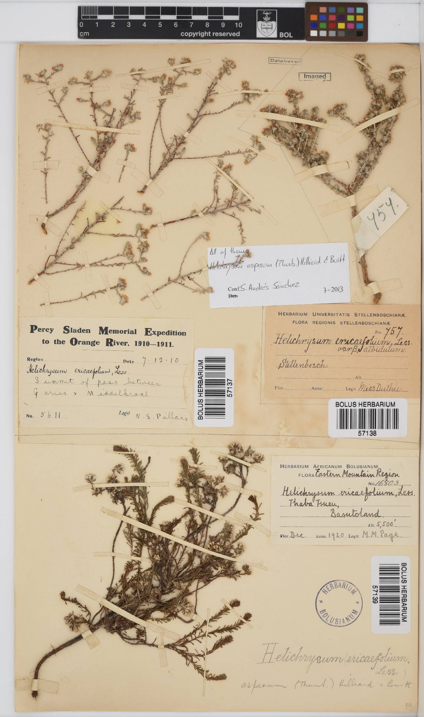 Helichrysum asperum image