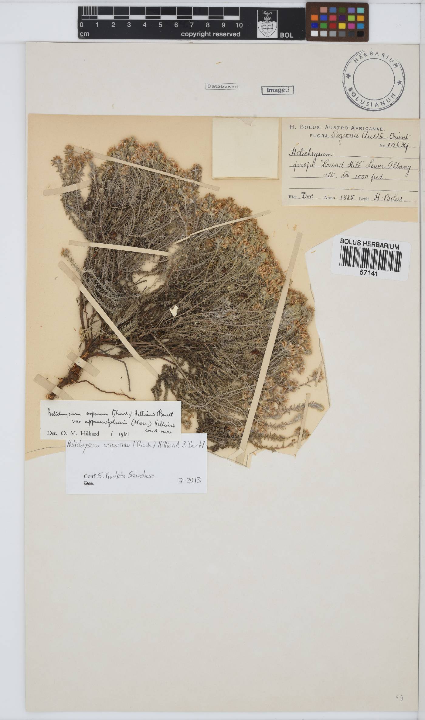 Helichrysum asperum image