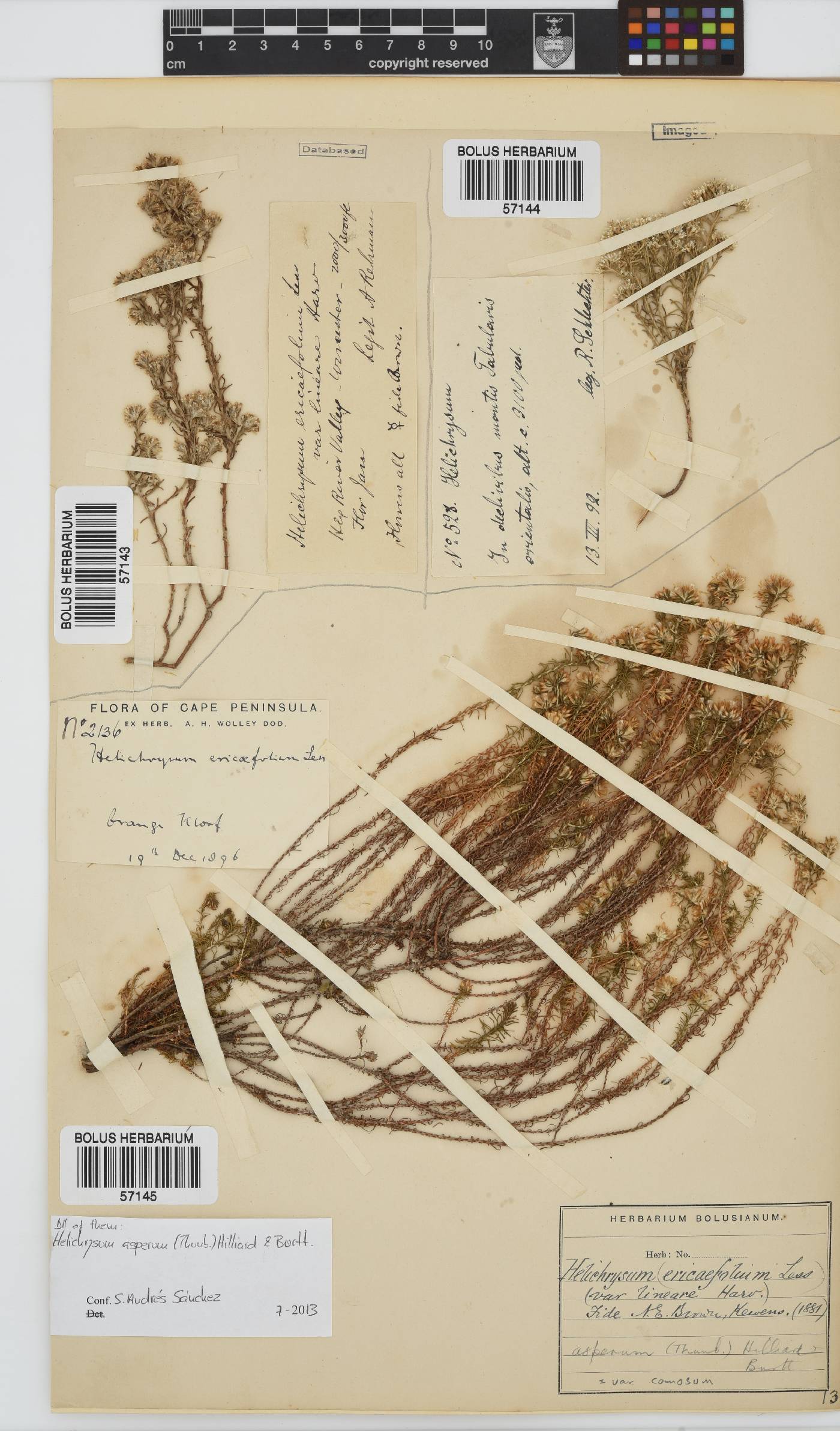 Helichrysum asperum image