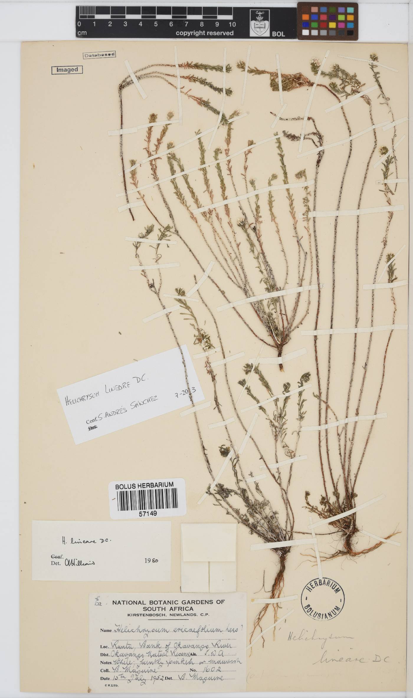 Helichrysum lineare image