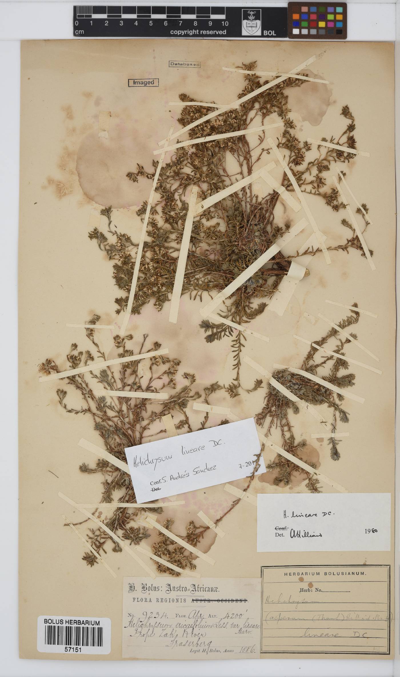 Helichrysum lineare image