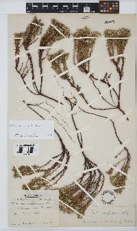 Helichrysum niveum image