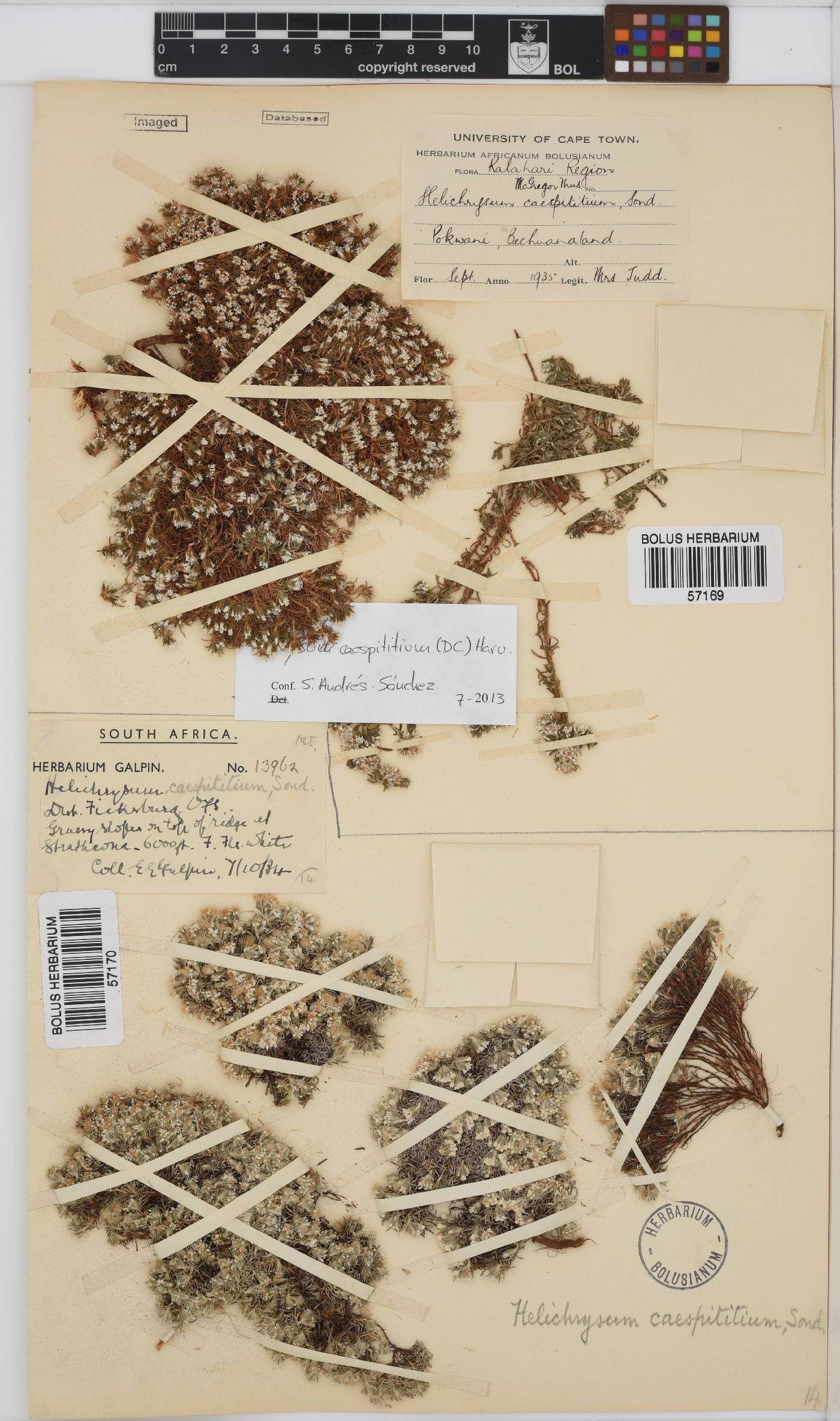 Helichrysum caespititium image