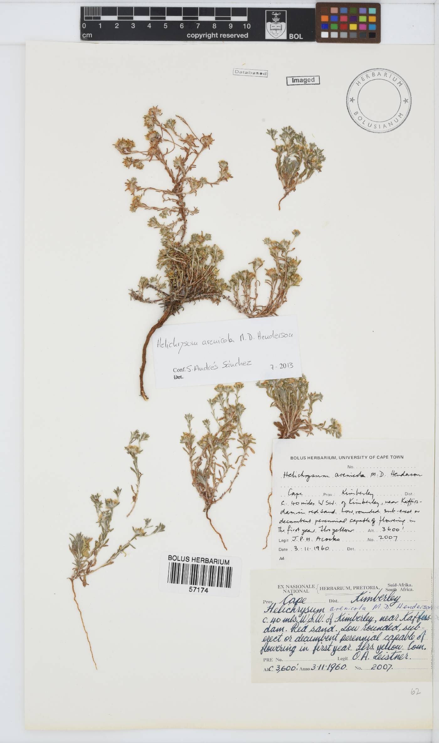 Helichrysum arenicola image