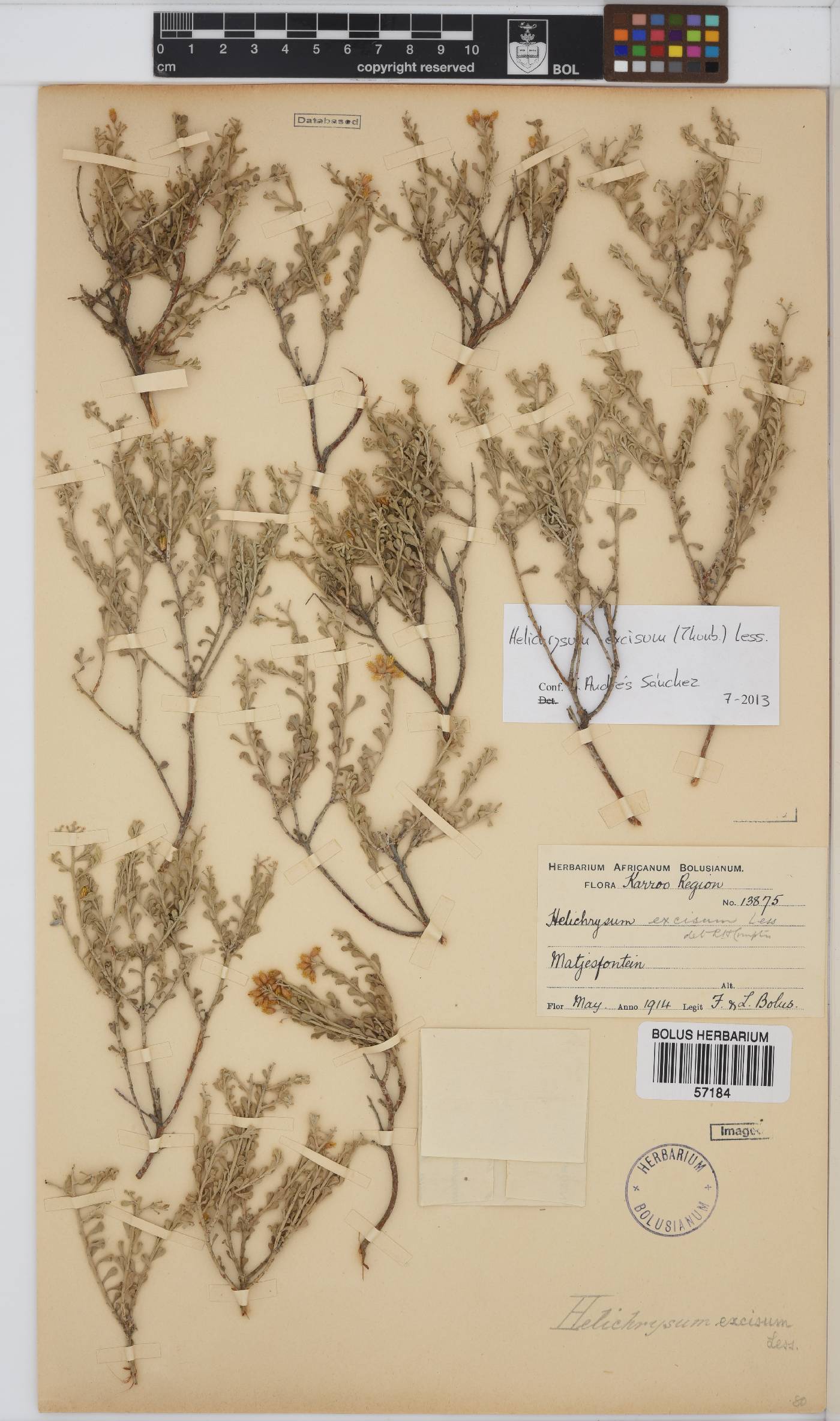Helichrysum excisum image