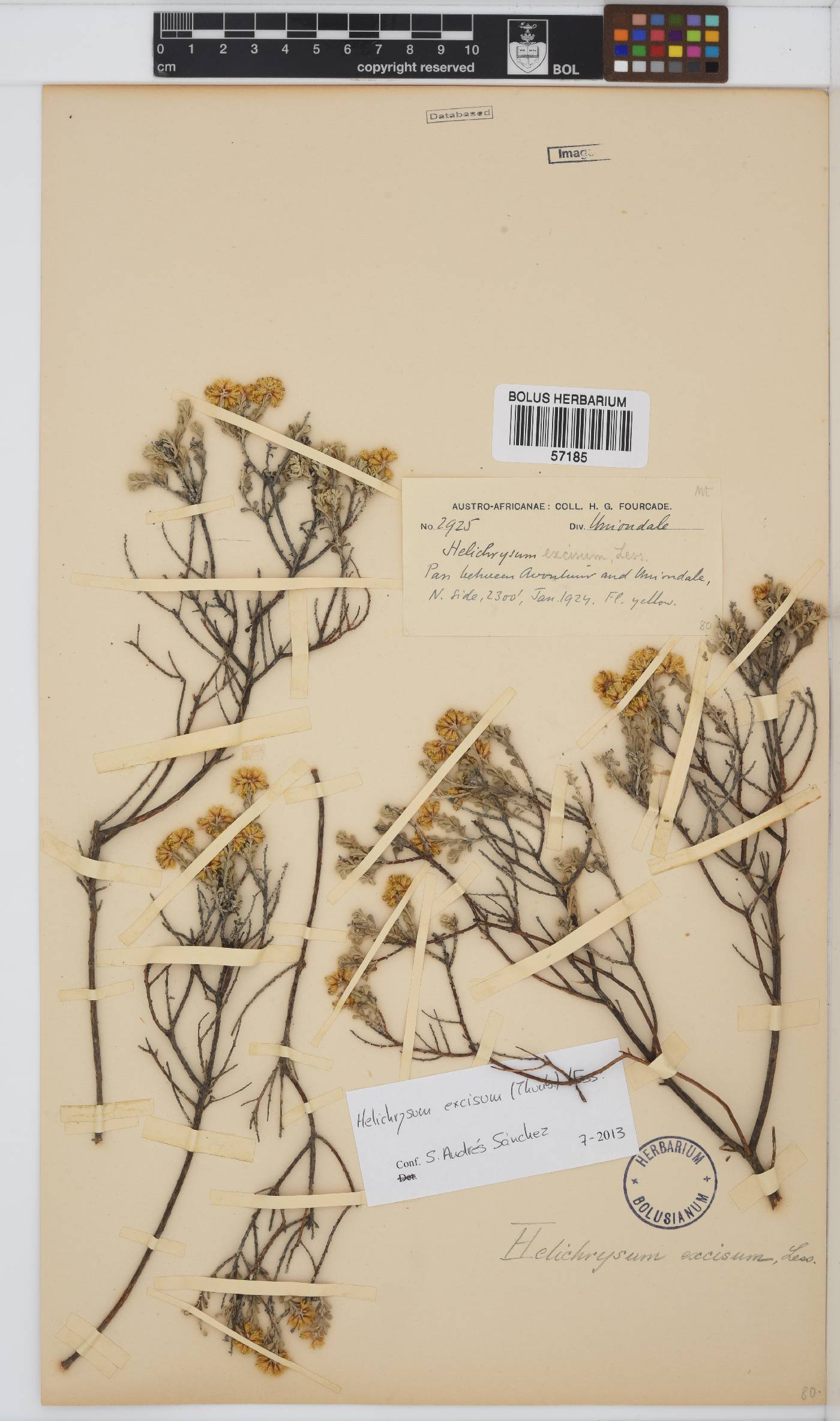 Helichrysum excisum image
