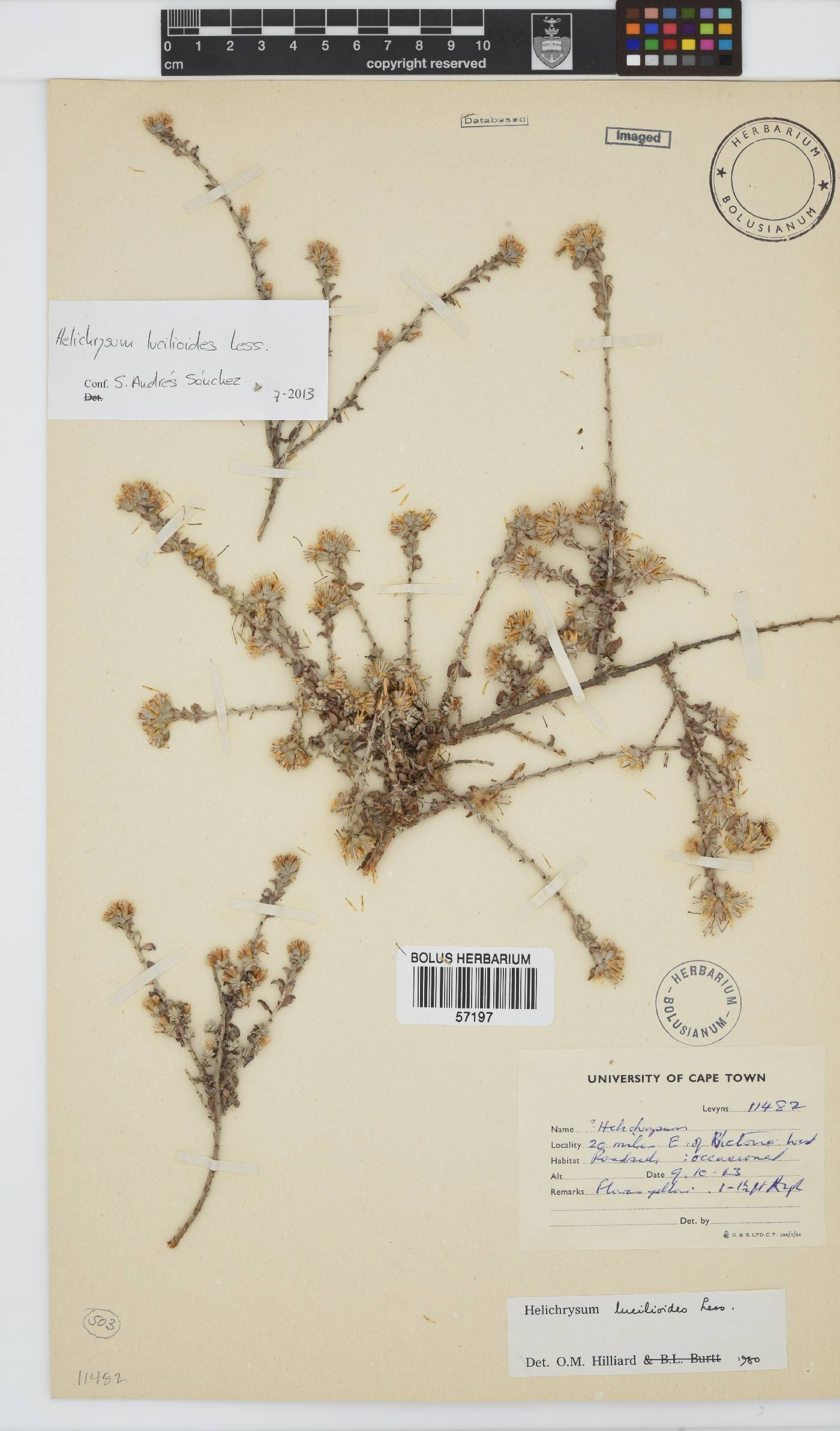 Helichrysum lucilioides image