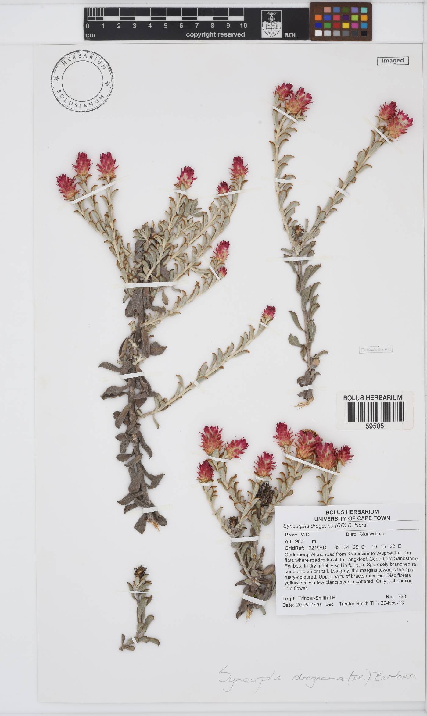 Syncarpha dregeana image