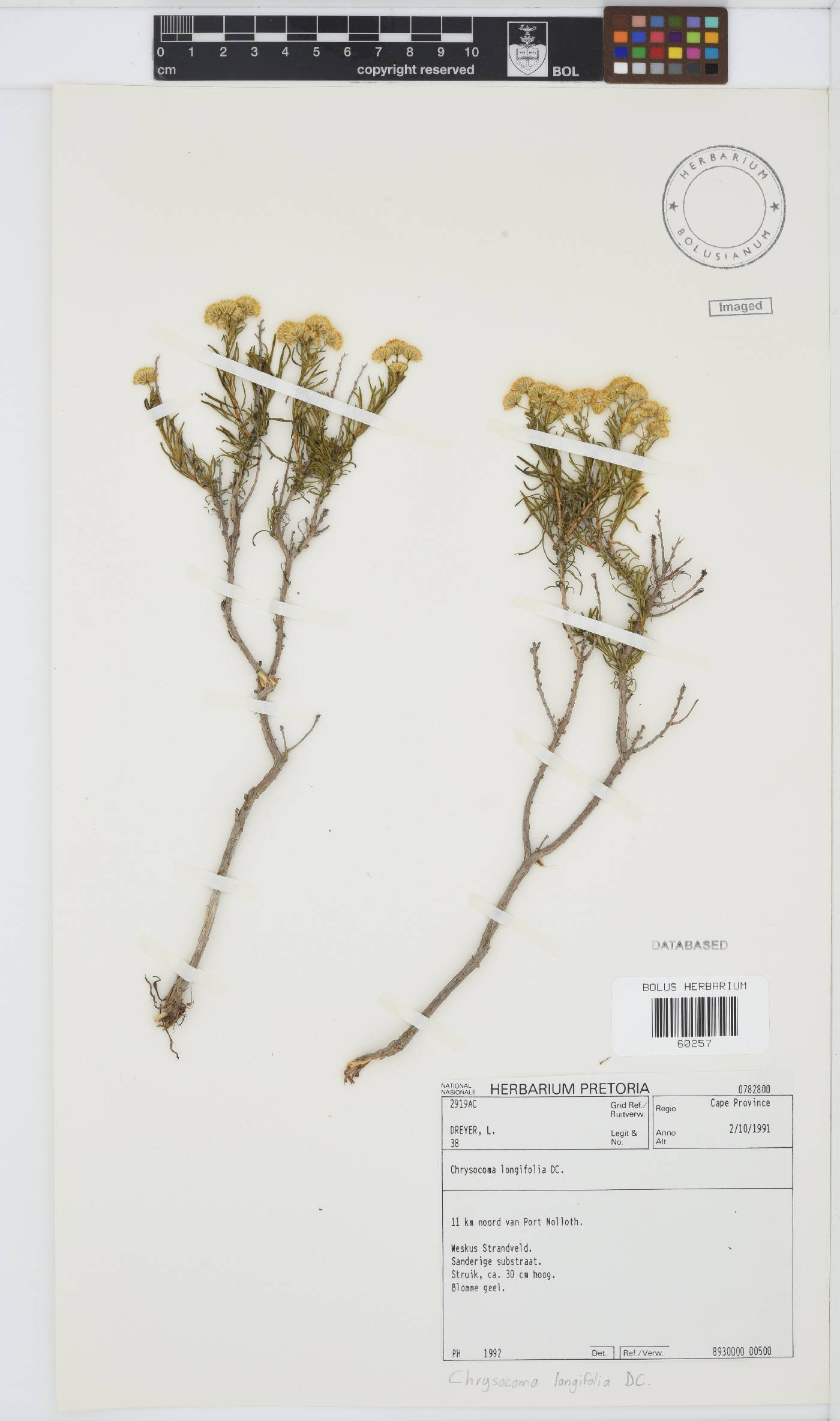 Chrysocoma longifolia image