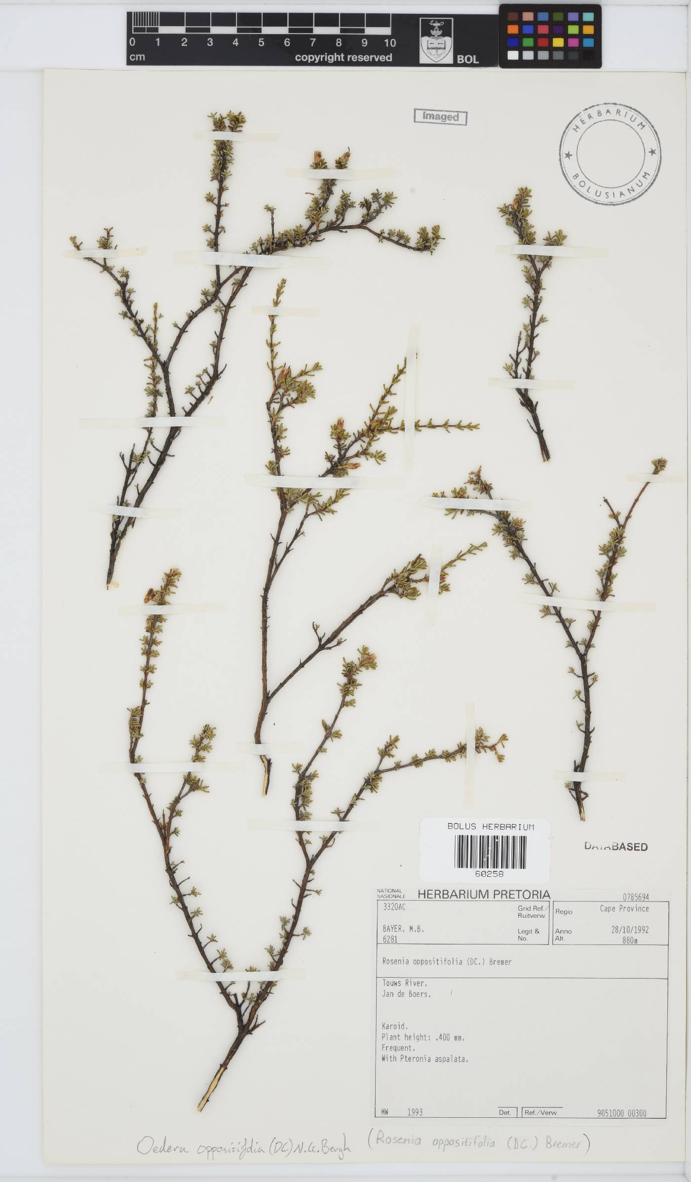 Oedera oppositifolia image