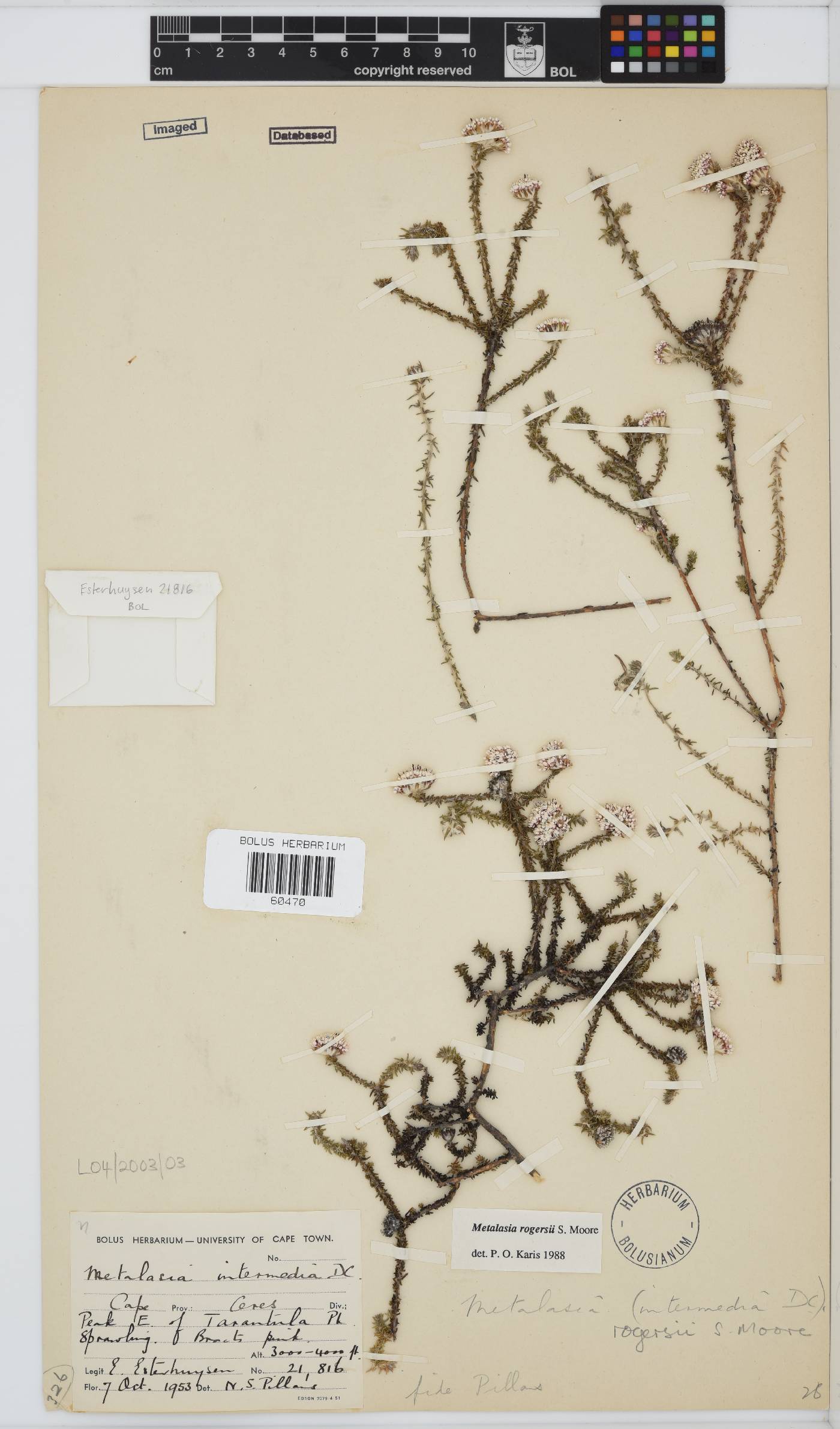 Metalasia rogersii image