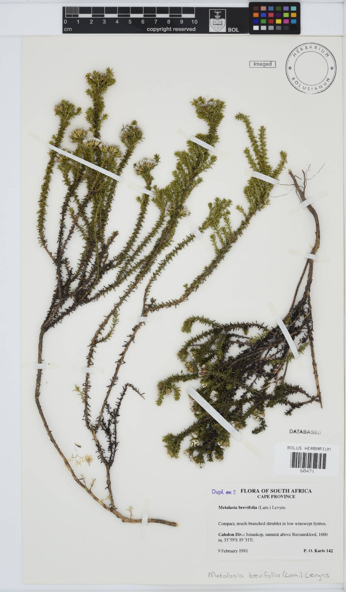 Metalasia brevifolia image
