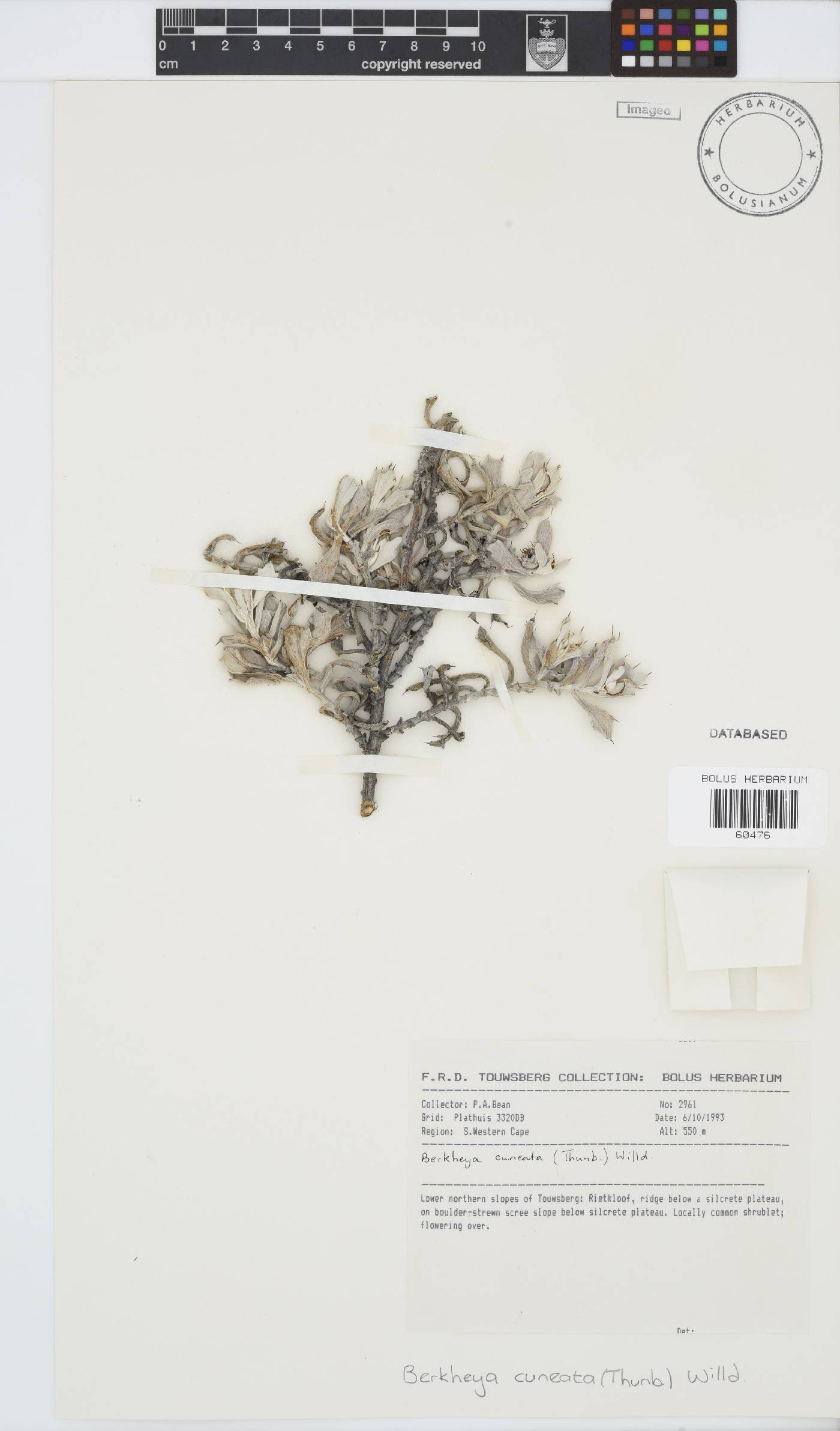 Berkheya cuneata image
