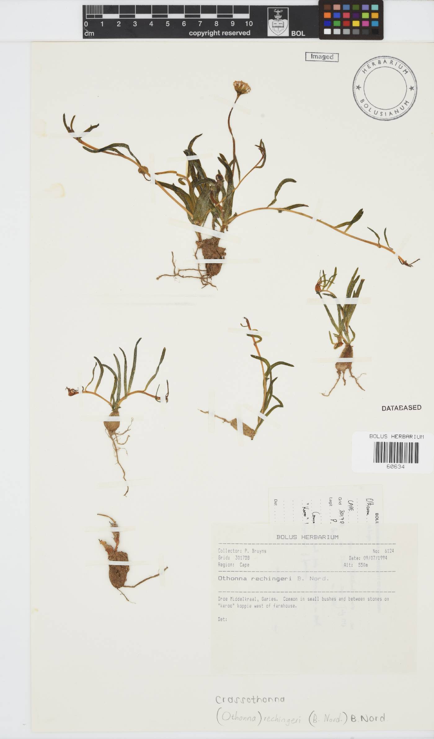 Crassothonna rechingeri image