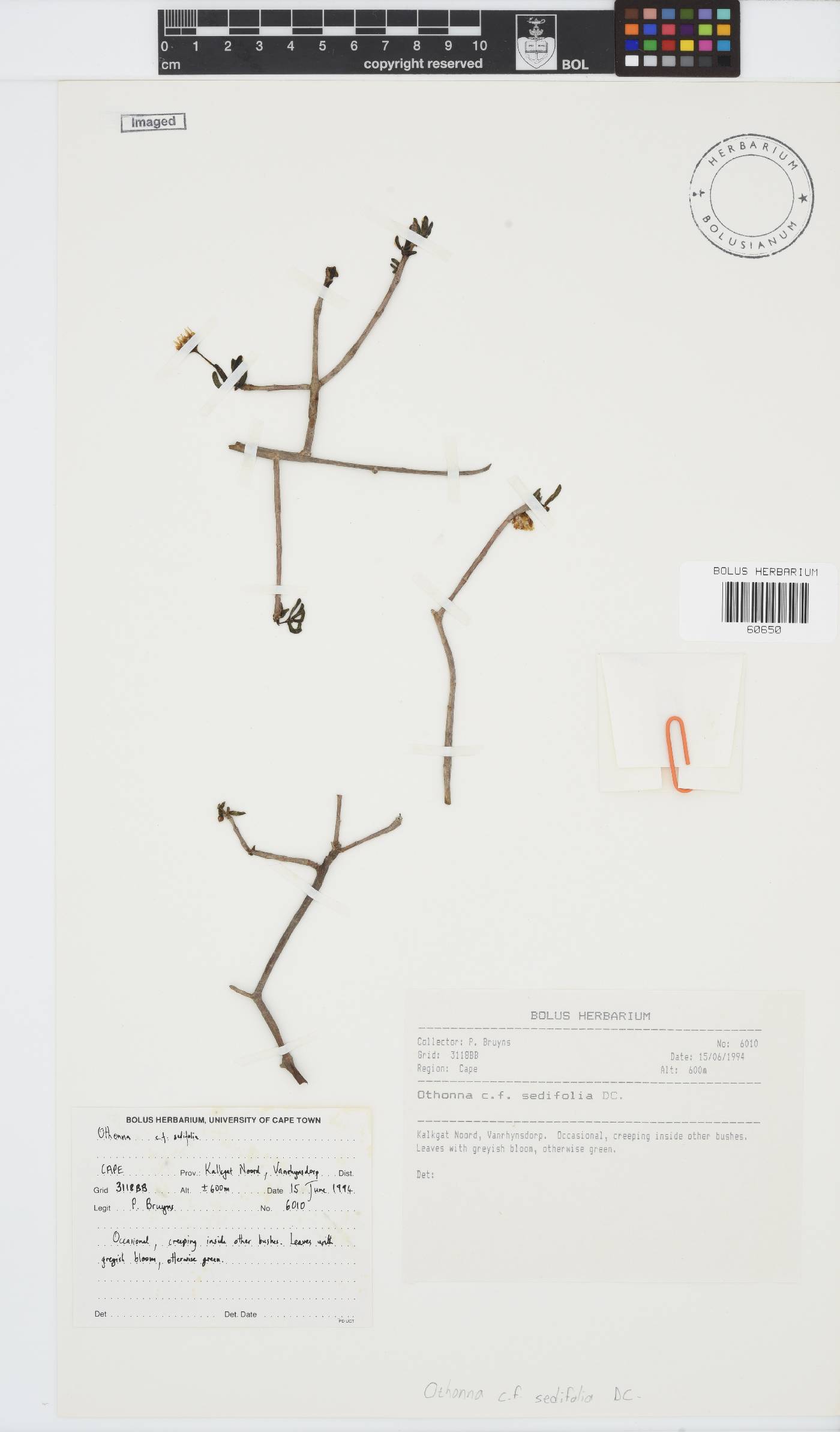 Crassothonna sedifolia image