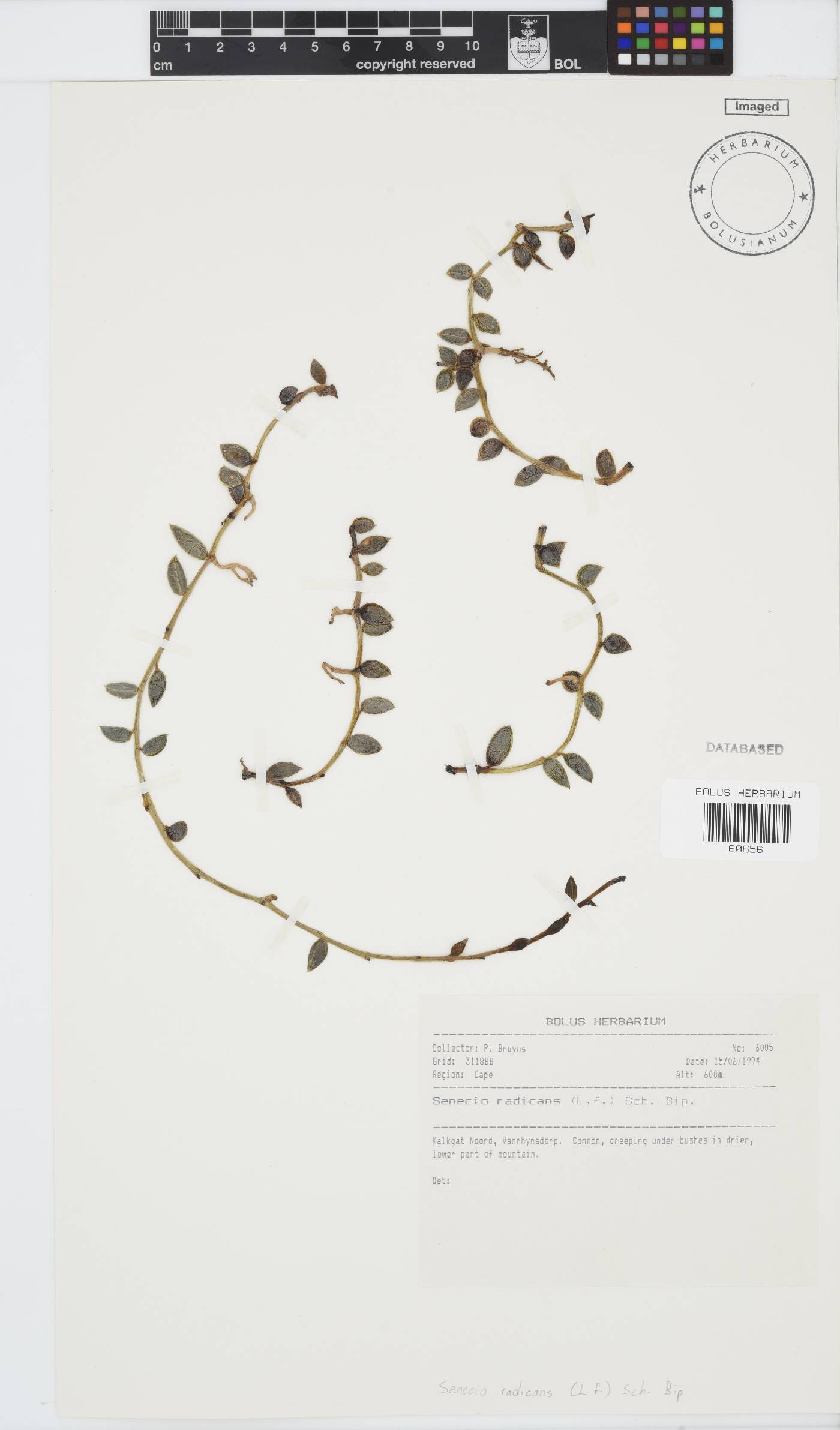 Curio radicans image
