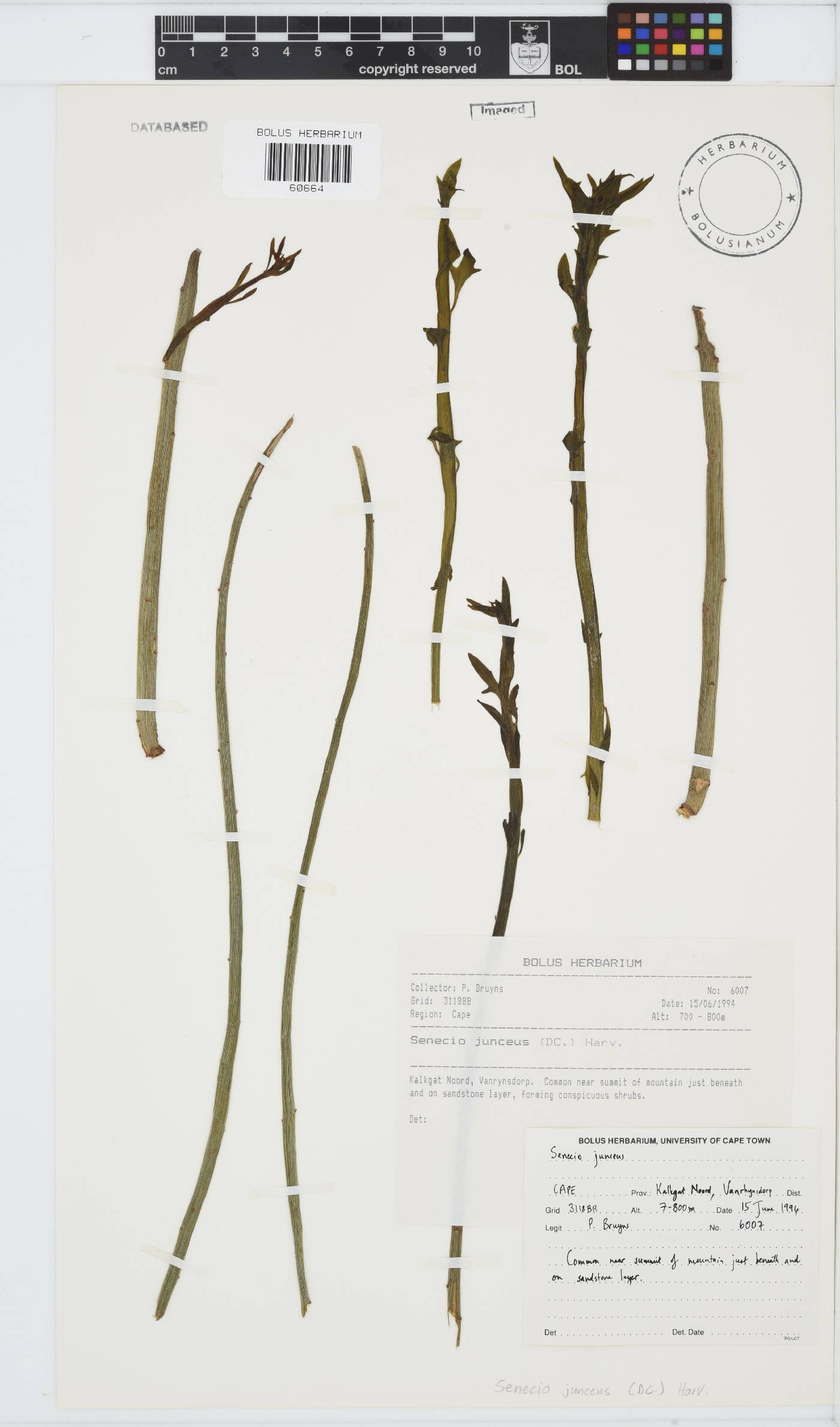 Senecio junceus image