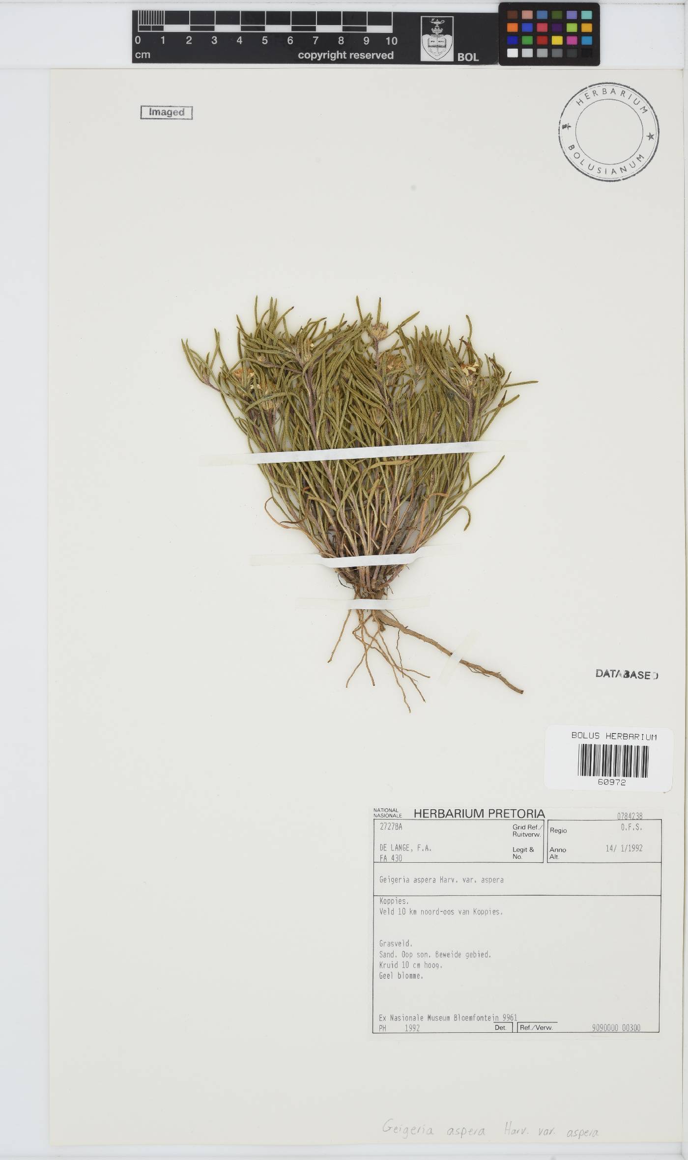 Geigeria aspera var. aspera image
