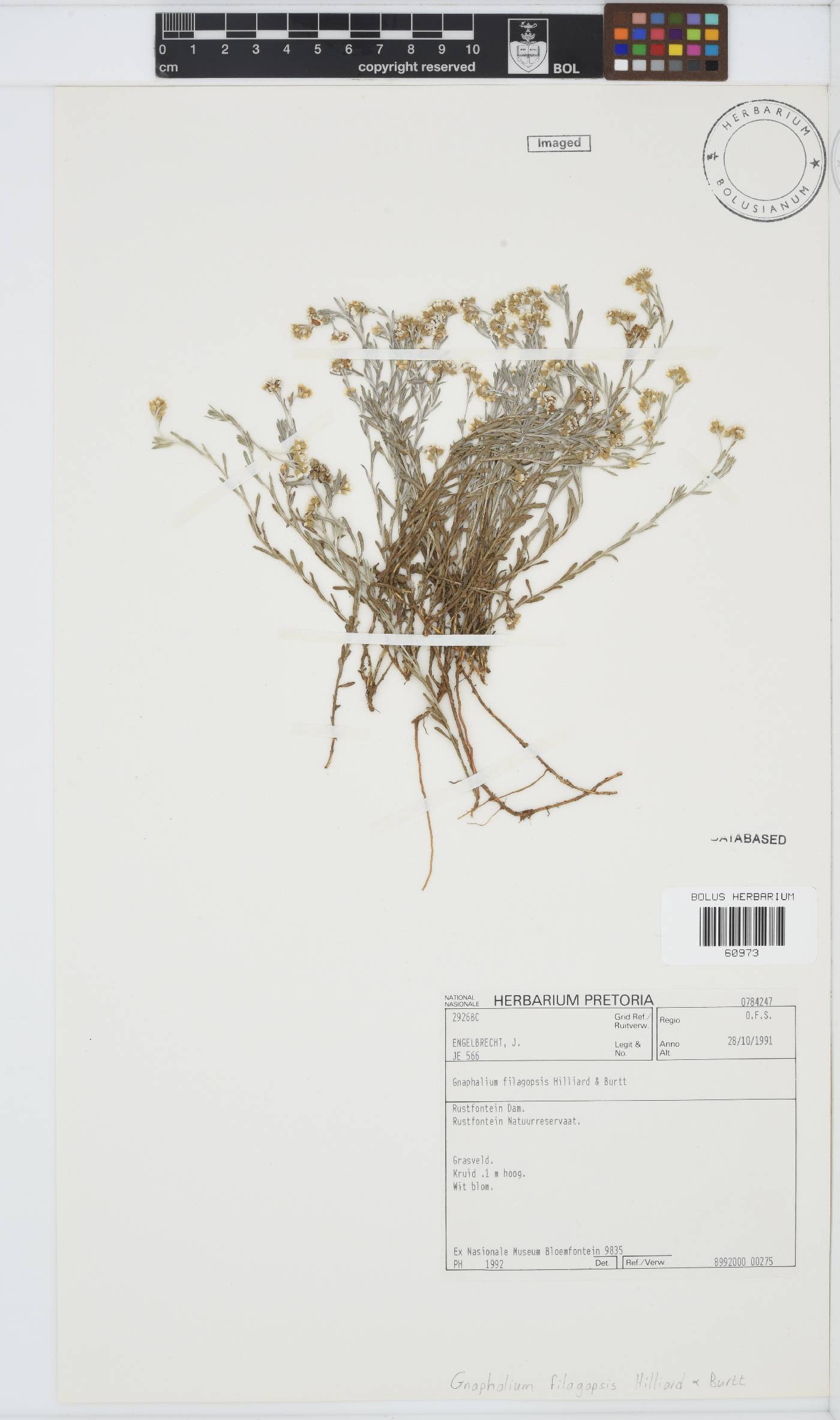 Gnaphalium filagopsis image