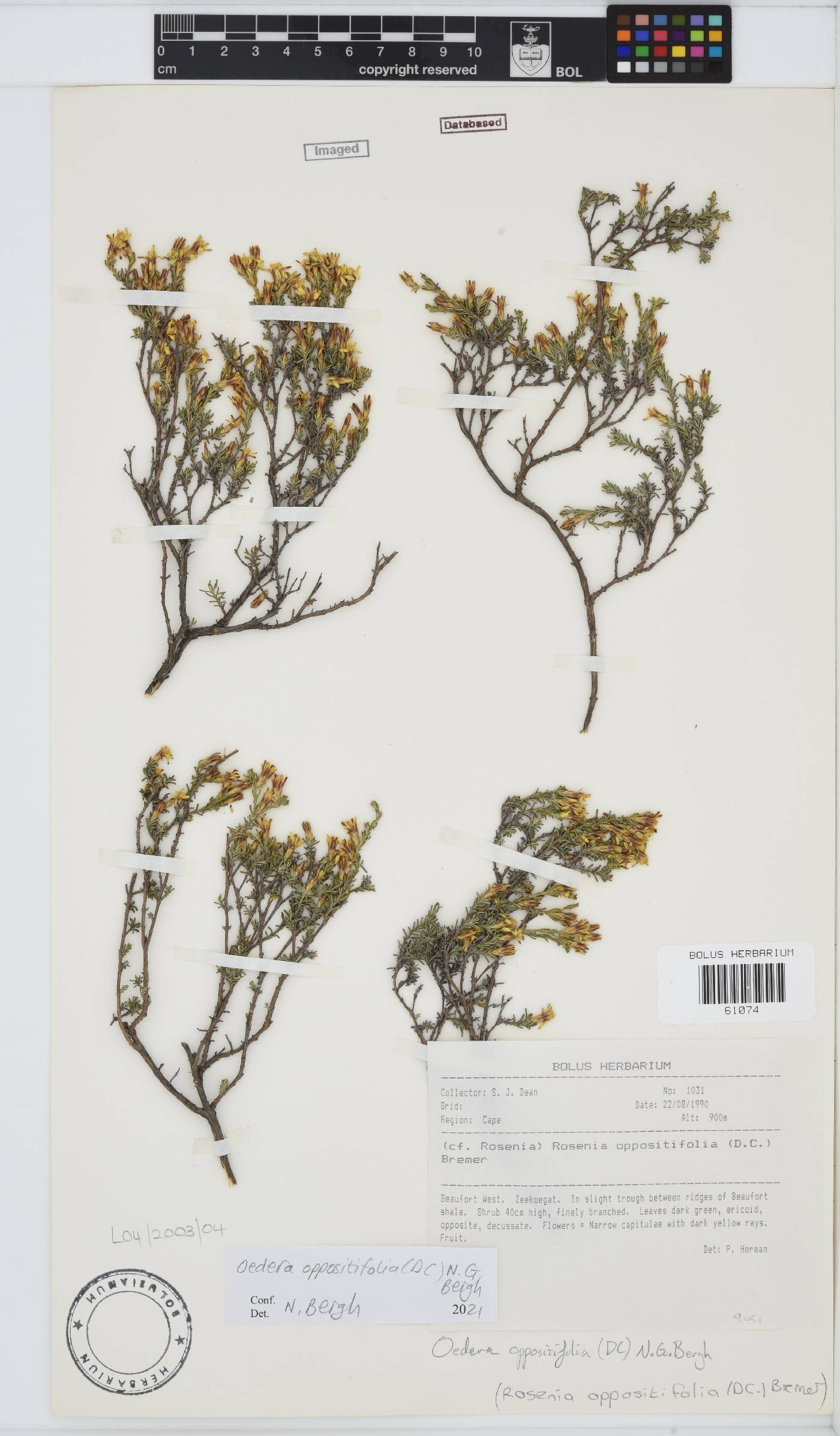 Oedera oppositifolia image