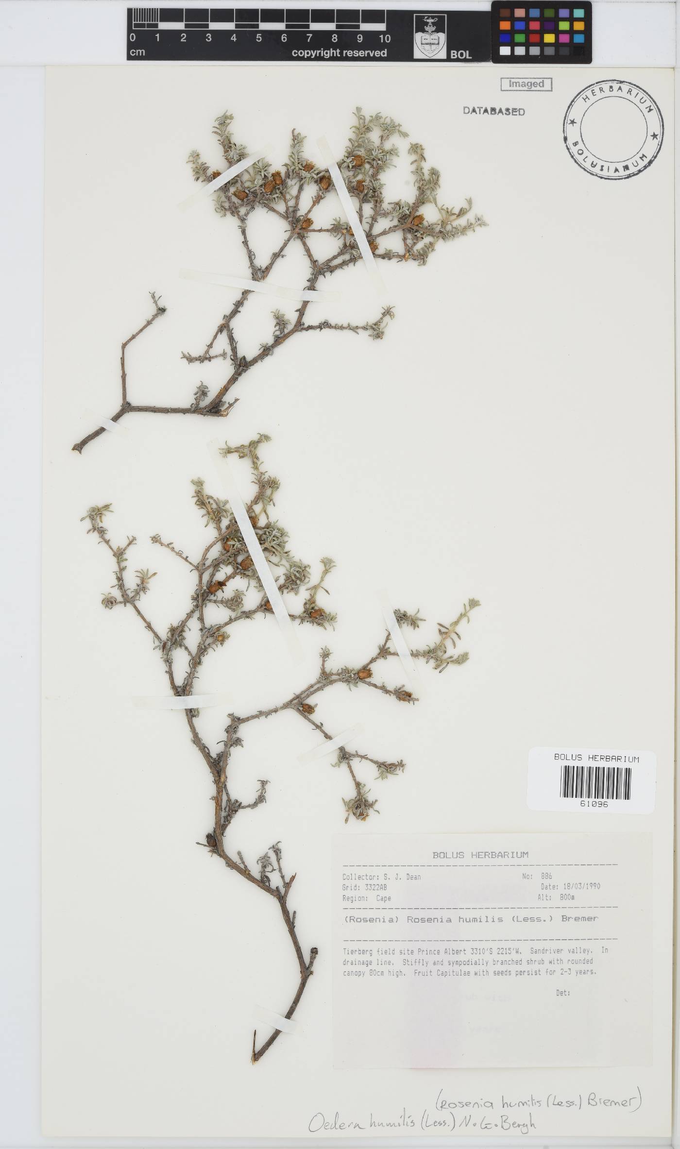 Oedera humilis image