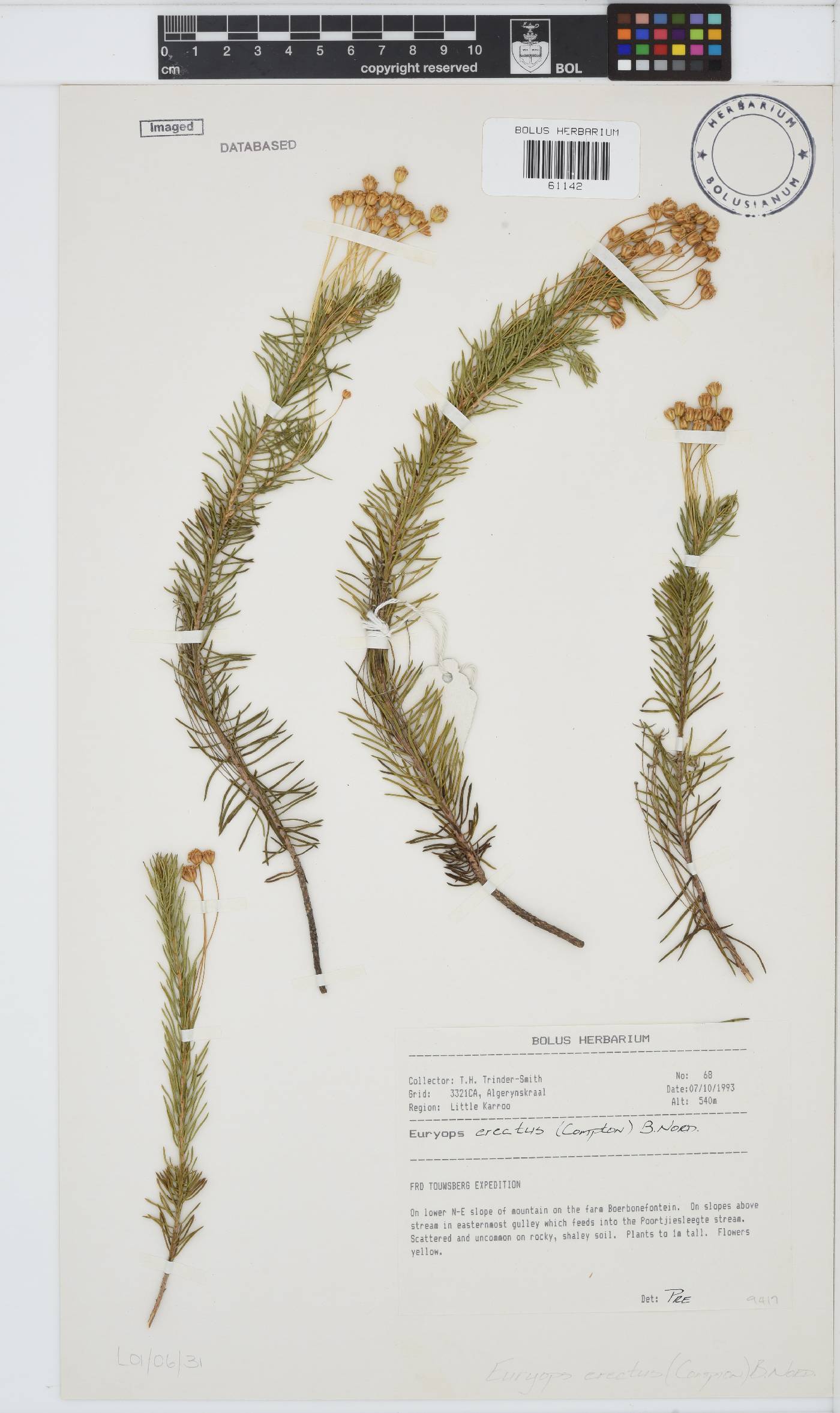 Euryops erectus image