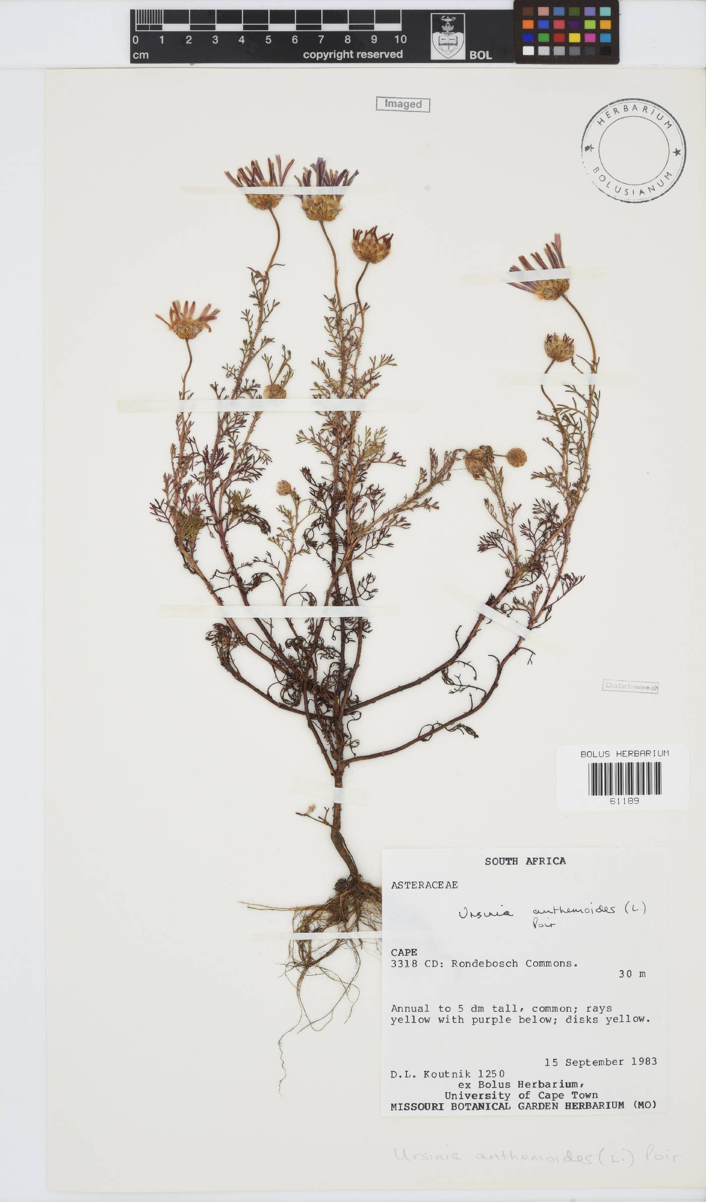 Ursinia anthemoides image