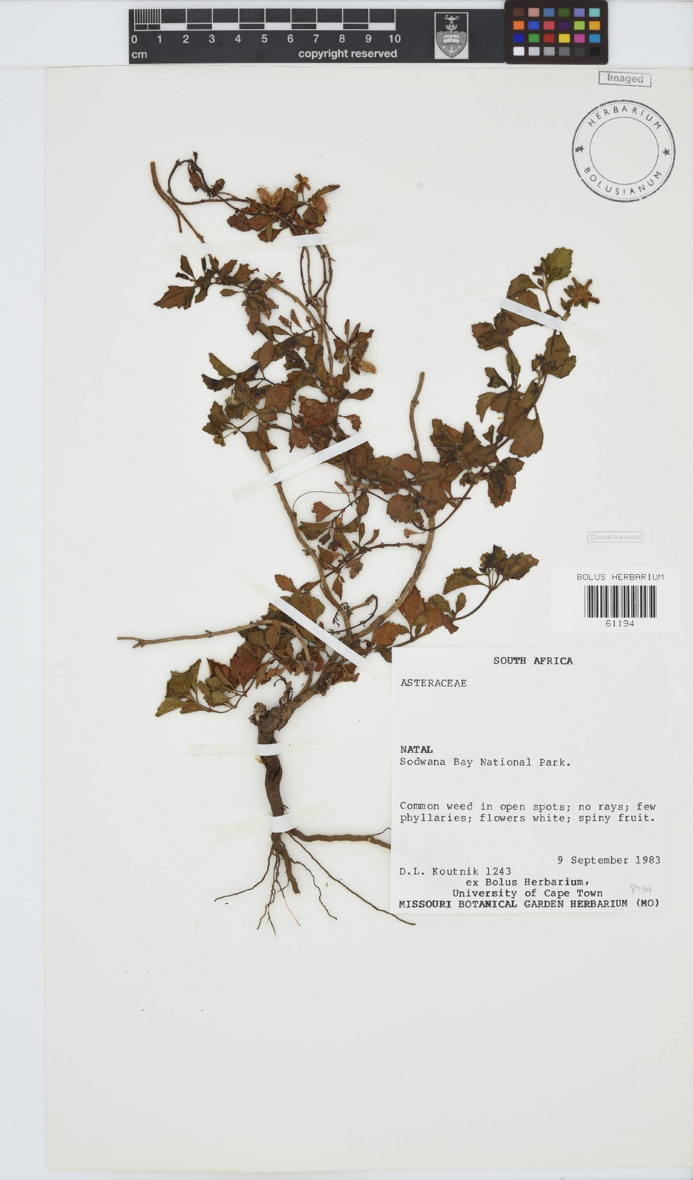 Paurolepis filifolia image