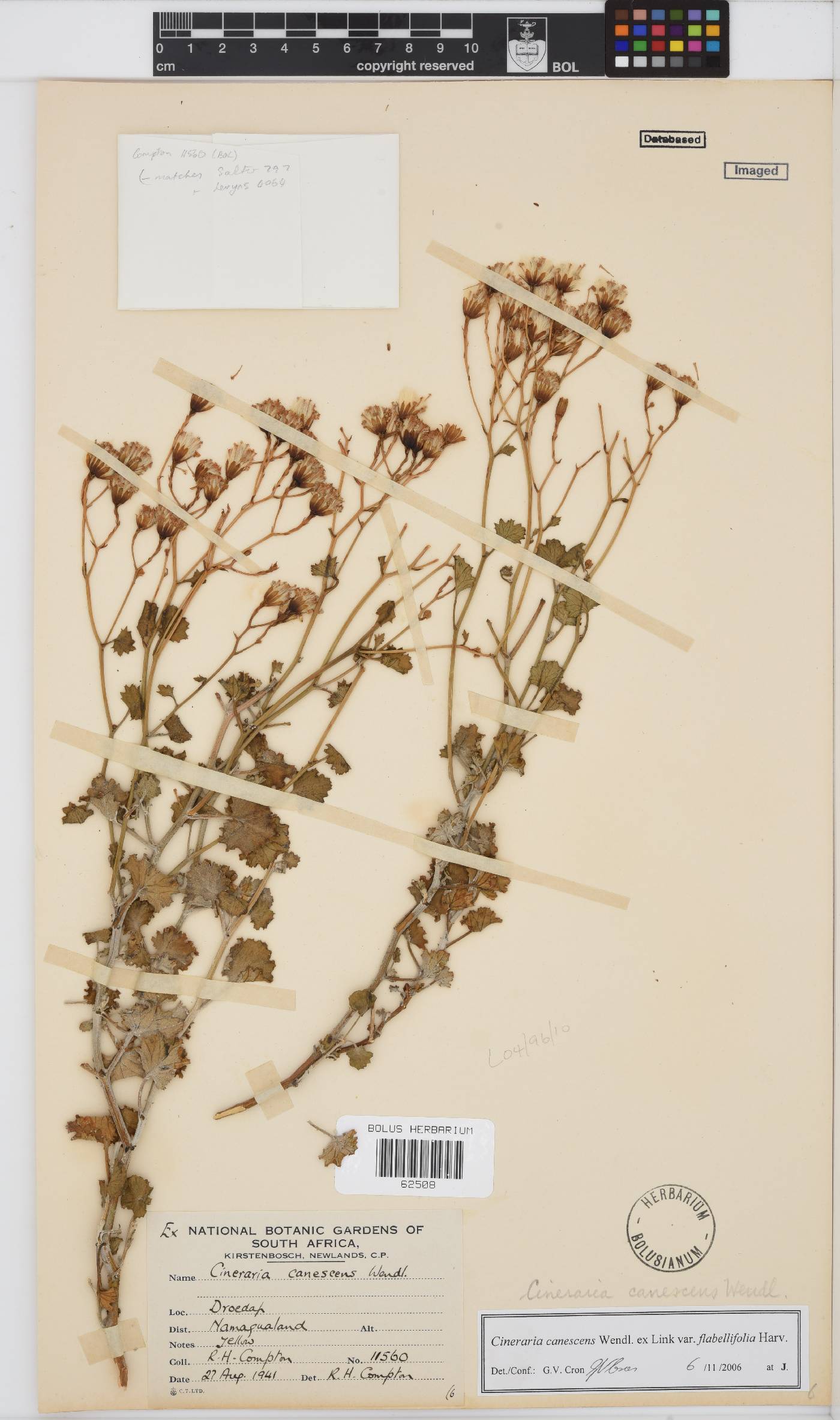 Cineraria canescens image